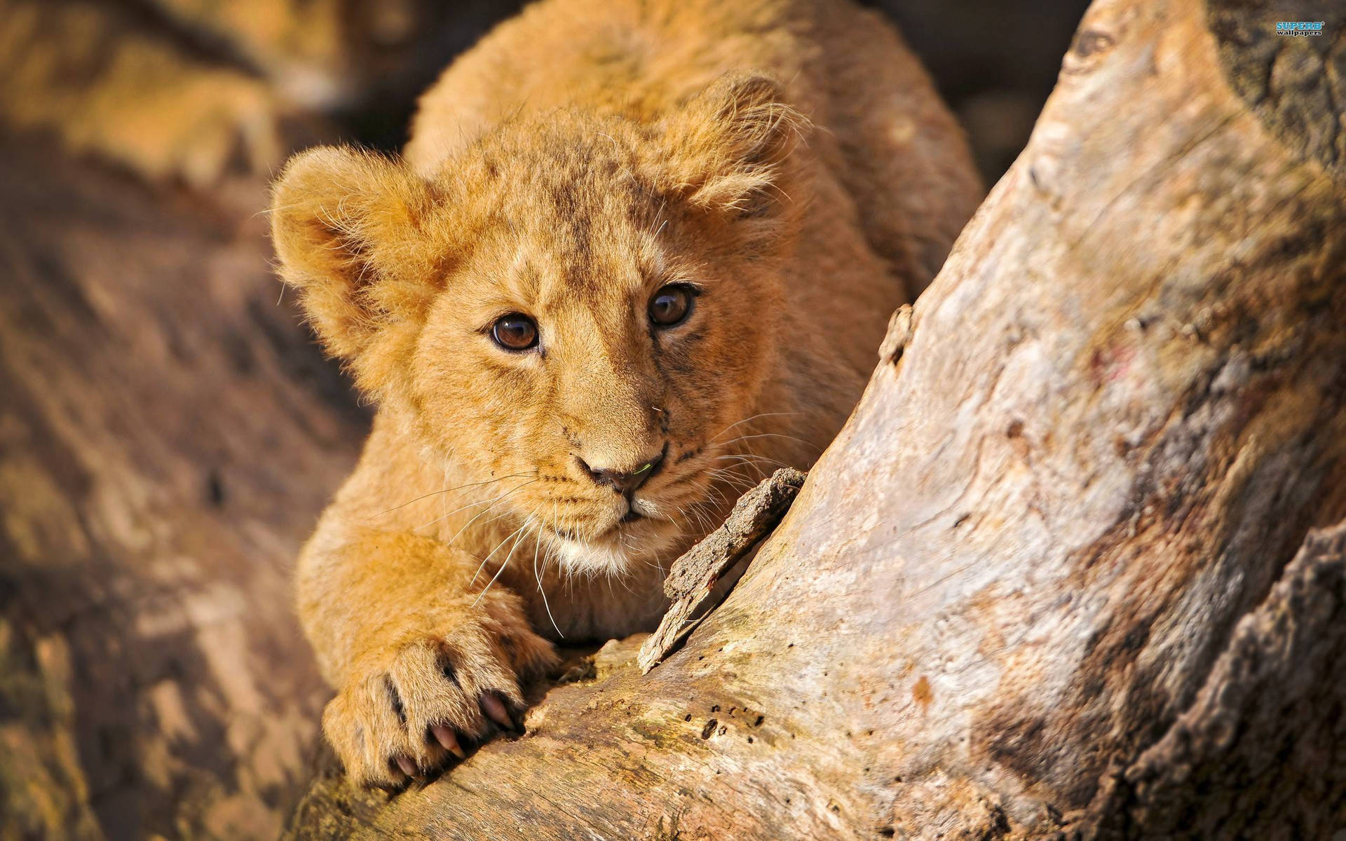 Lion Cub Behind Tree Trunk Background