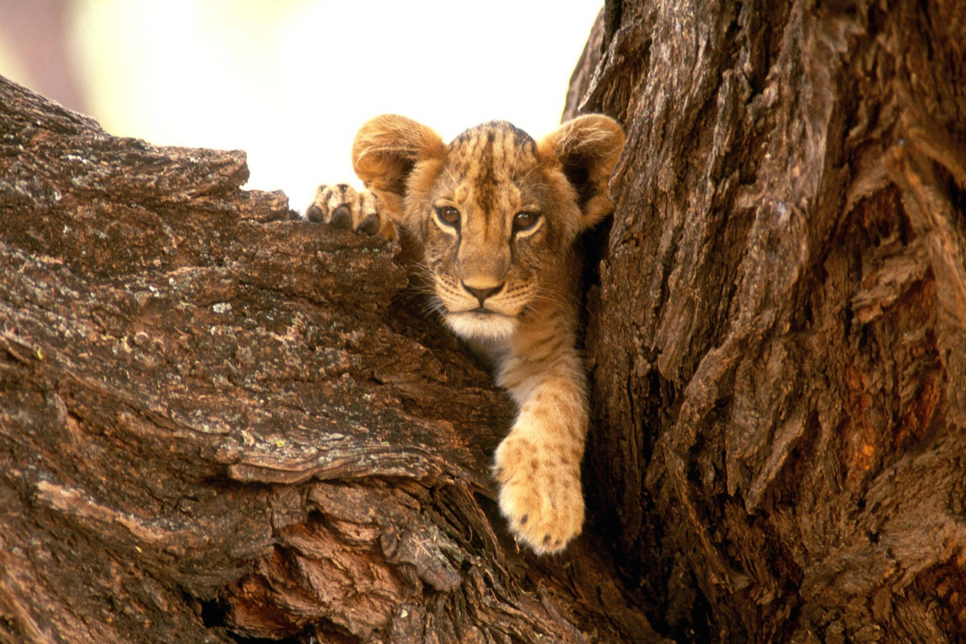 Lion Cub Between Trunks Background