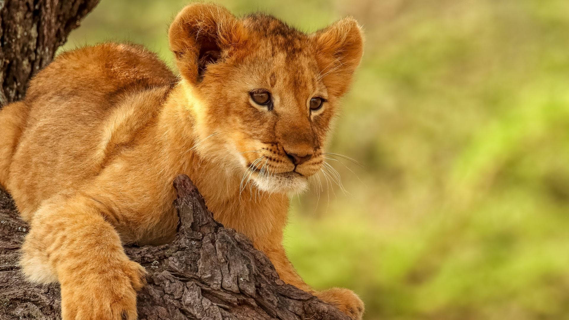 Lion Cub Conquering Tree Background