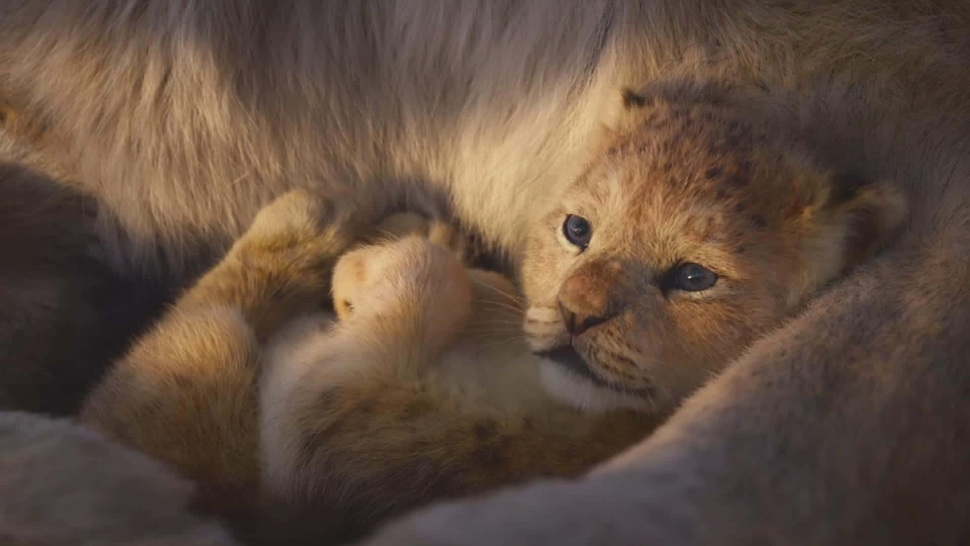 Lion Cub Cuddling With Parent.jpg Background