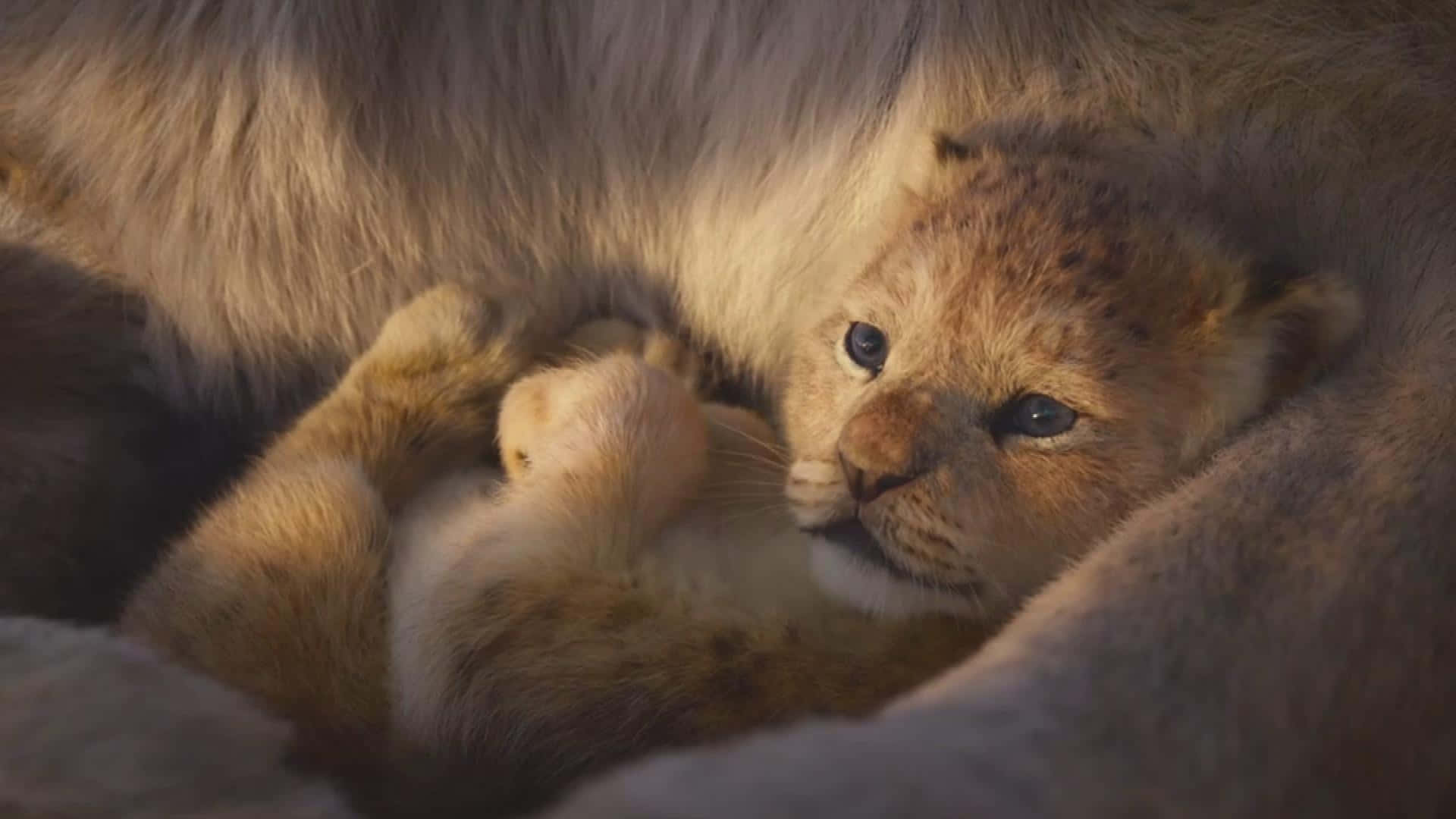 Lion Cub Cuddling With Parent.jpg