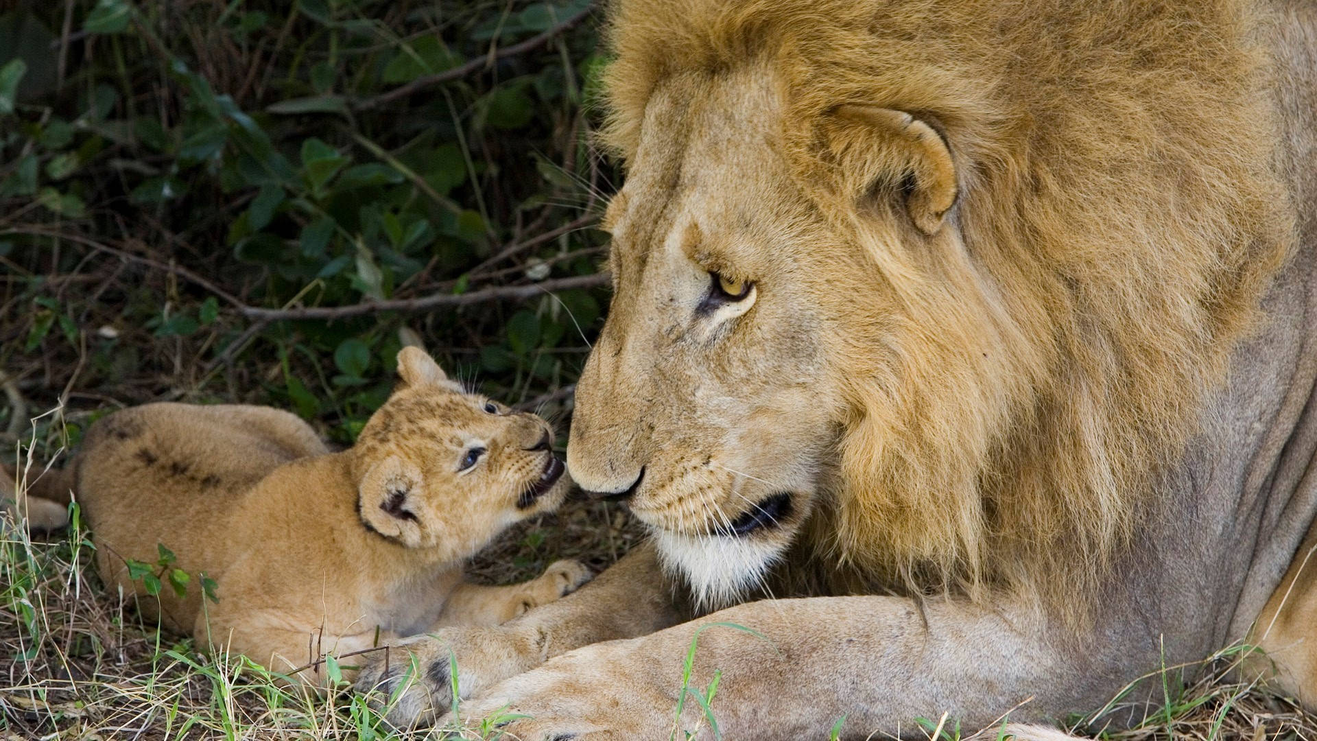 Lion Cub Hissing On Dad Background