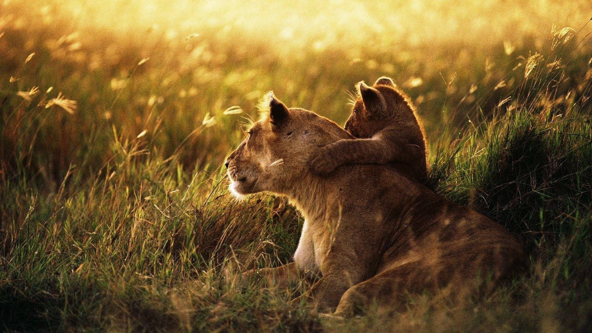 Lion Cub Holding Lioness Background