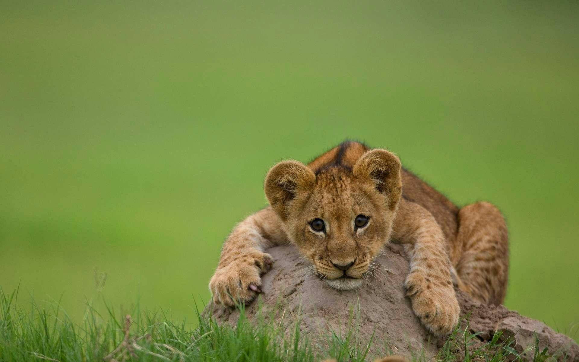Lion Cub Hugging A Boulder Background
