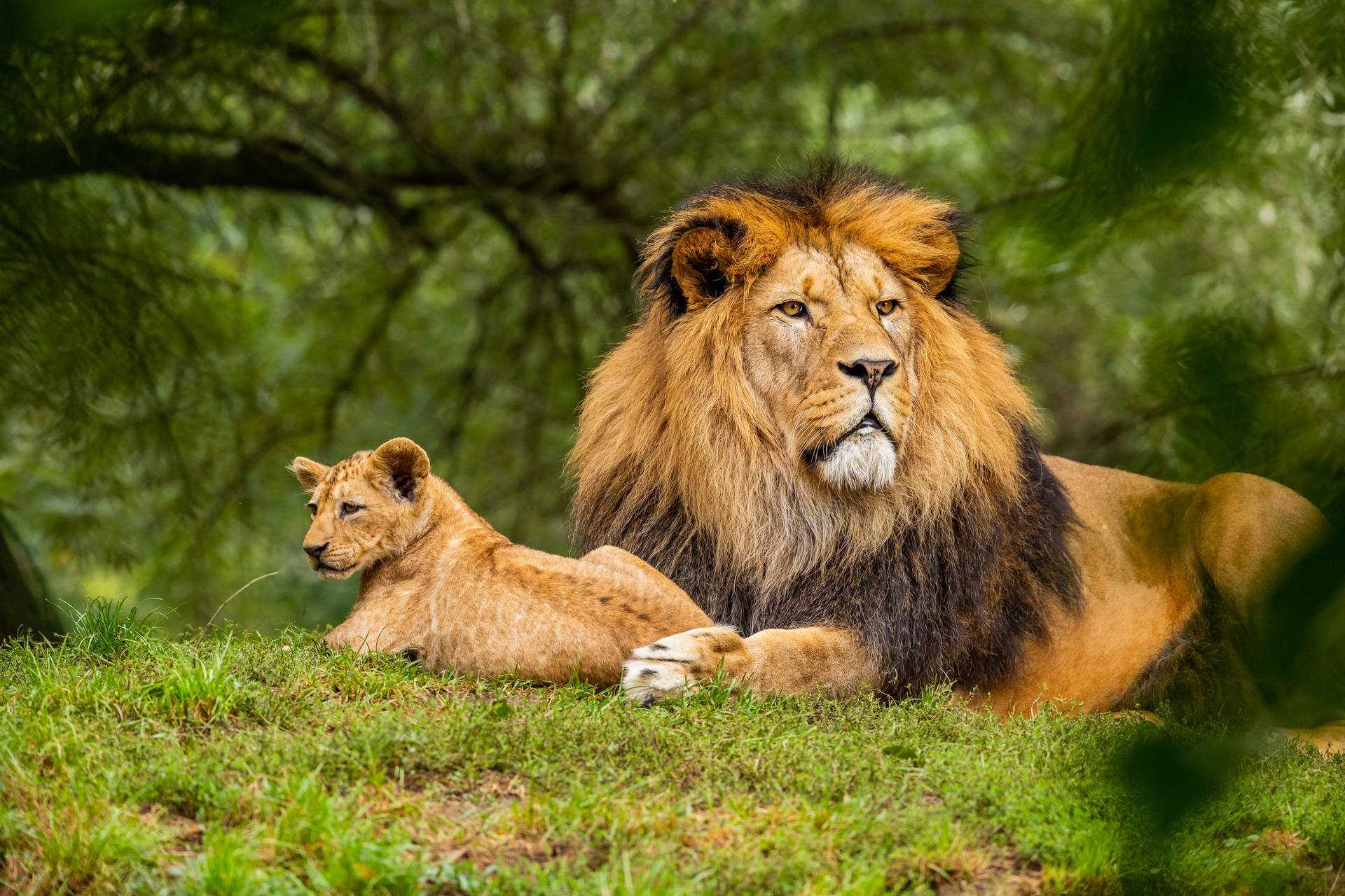 Lion Cub Lazing With Pride Male Background