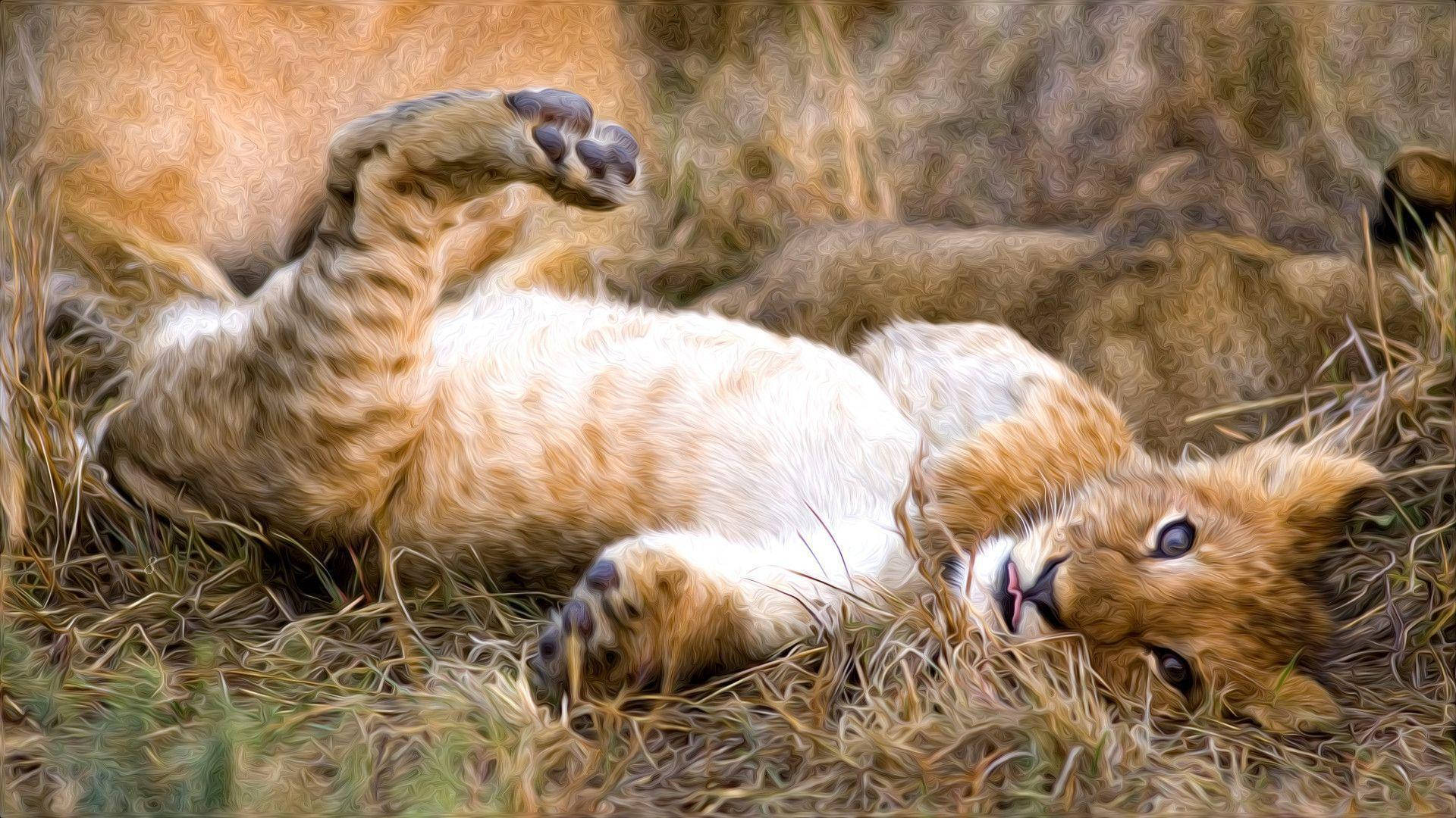 Lion Cub Lying On Back Background