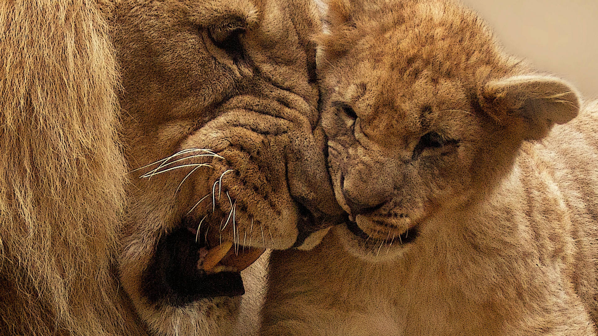 Lion Cub Nuzzle Background