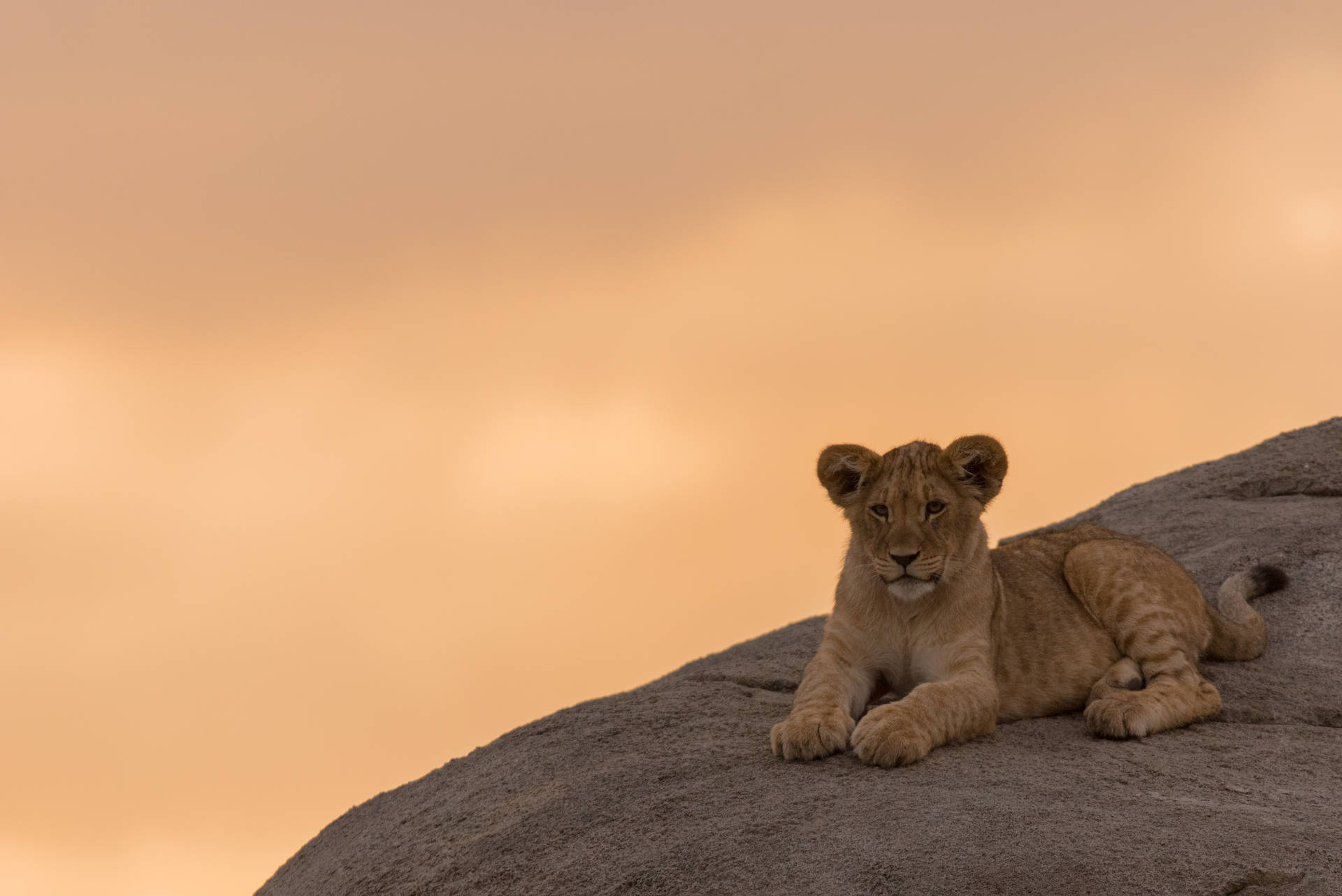Lion Cub On Hill Background