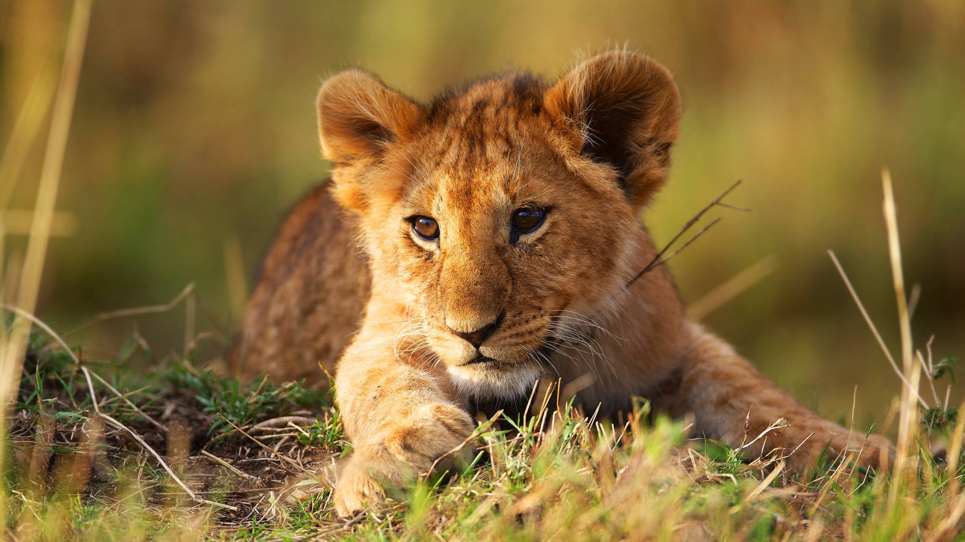 Lion Cub On Sunlit Grass Background