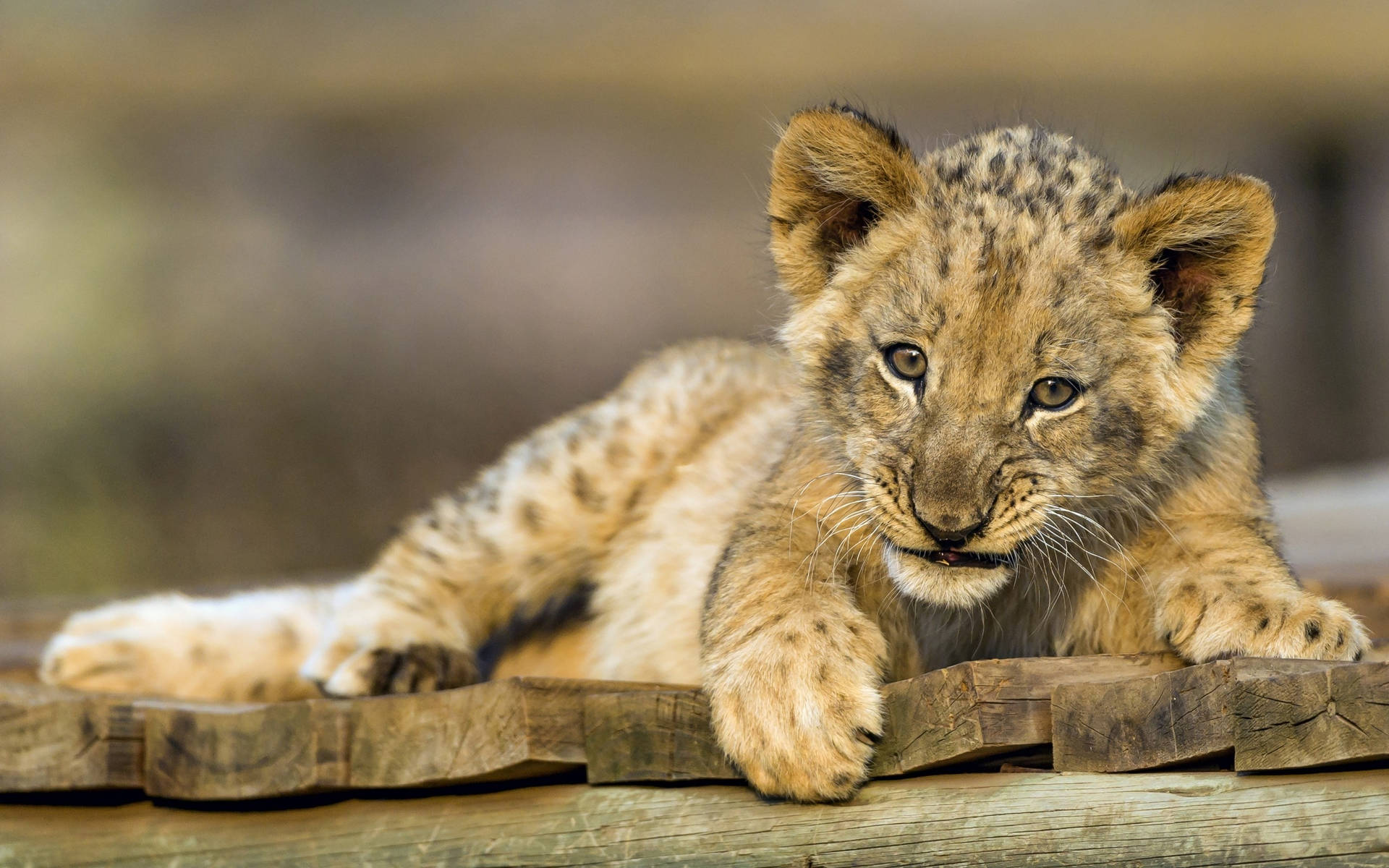 Lion Cub On Wooden Planks Background