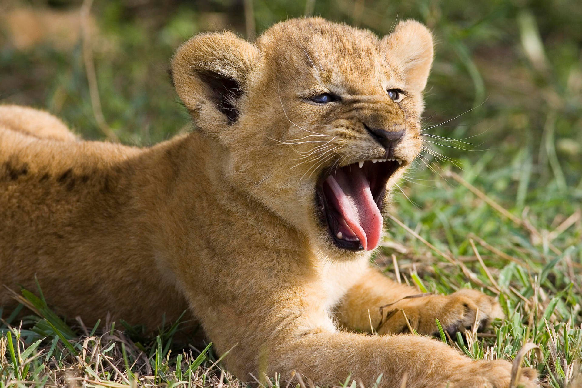 Lion Cub Open Mouth Background
