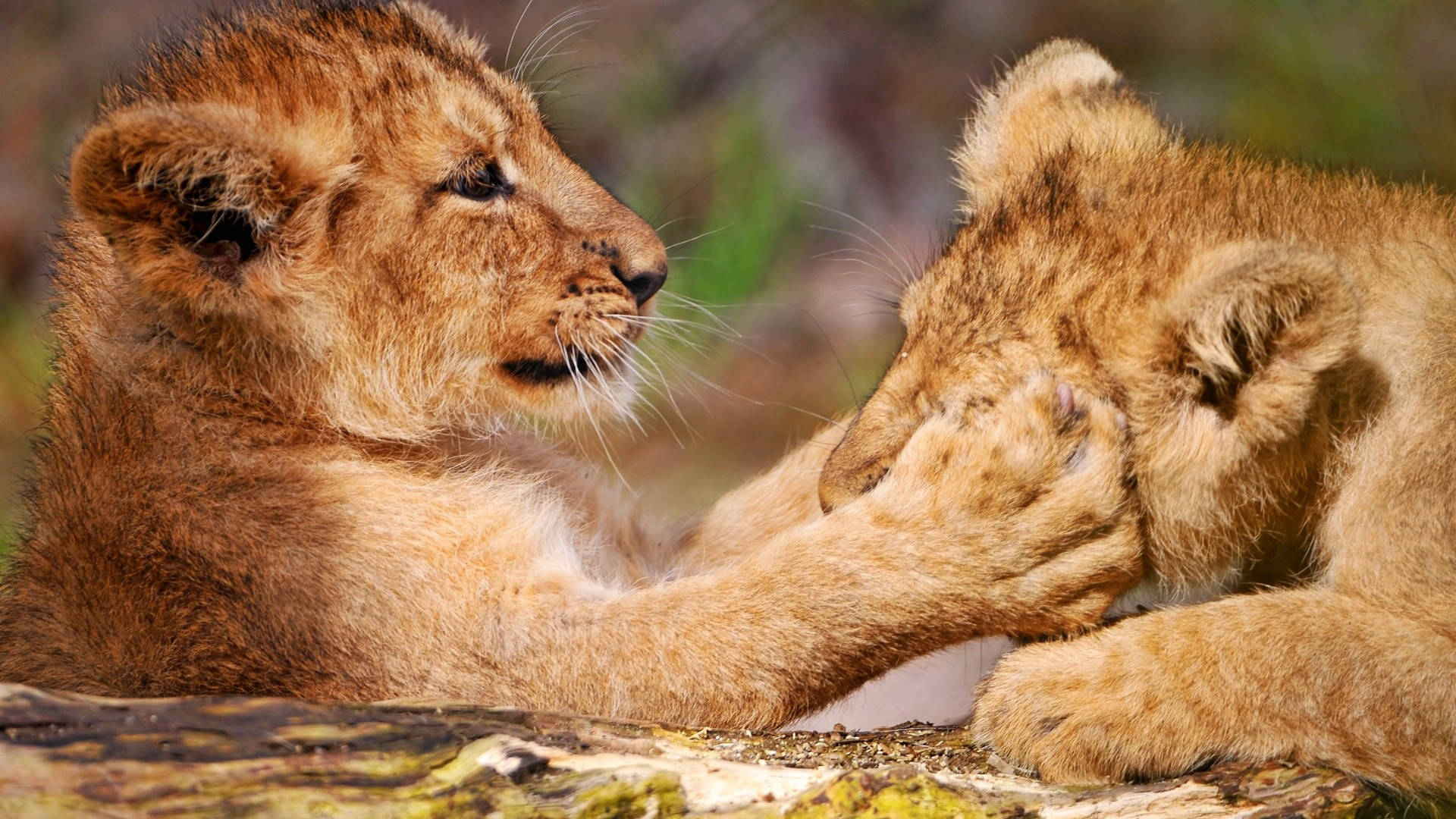 Lion Cub Paw On Face Background