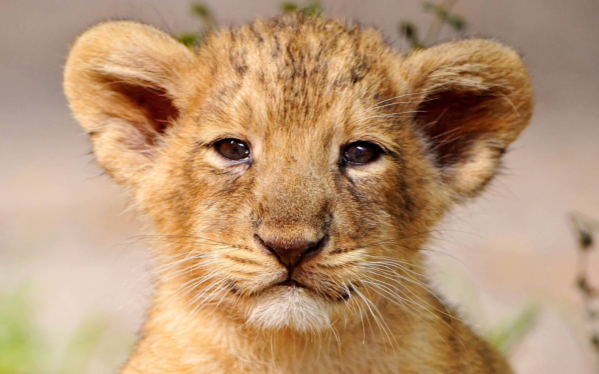 Lion Cub Portrait Background
