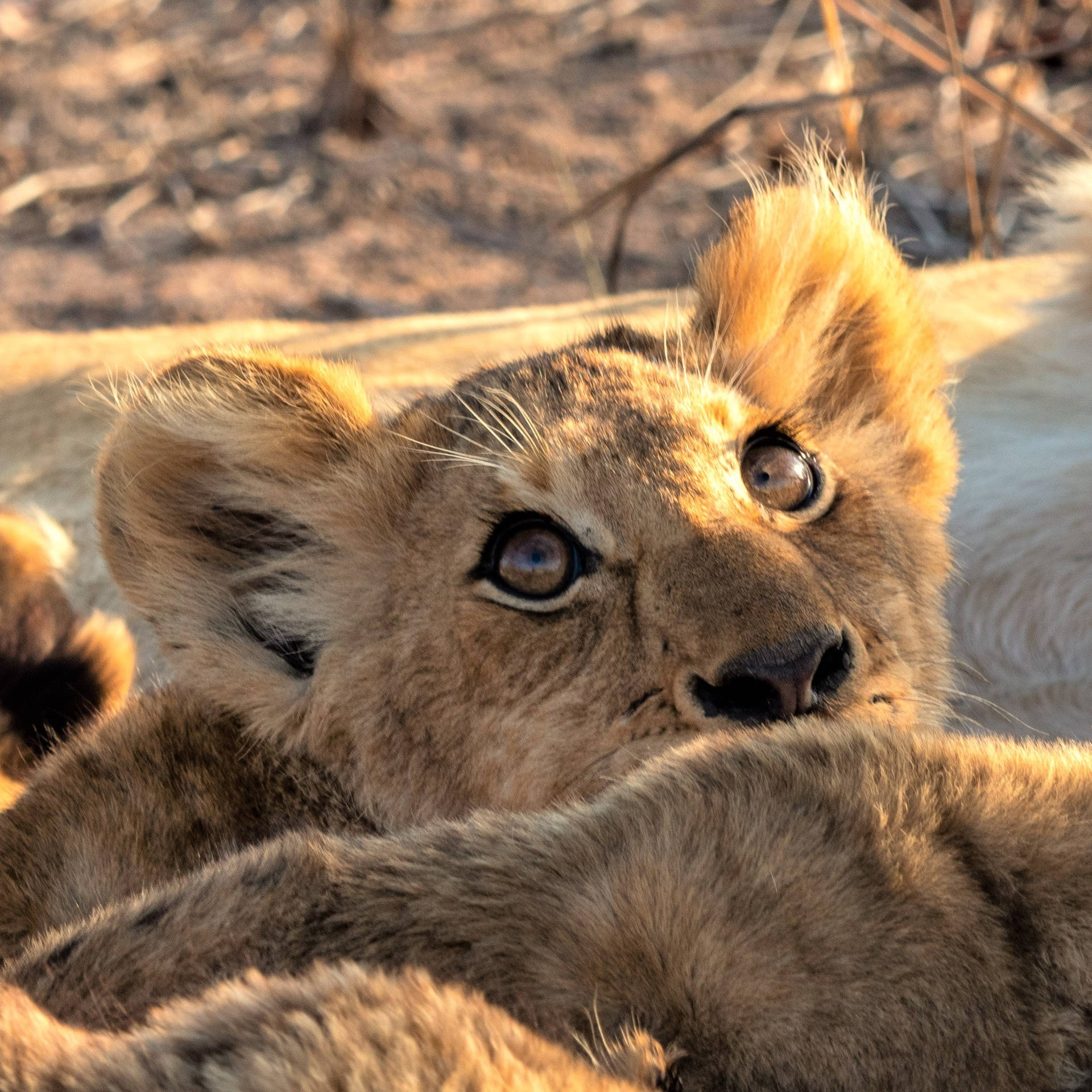 Lion Cub Wide Eyes Background