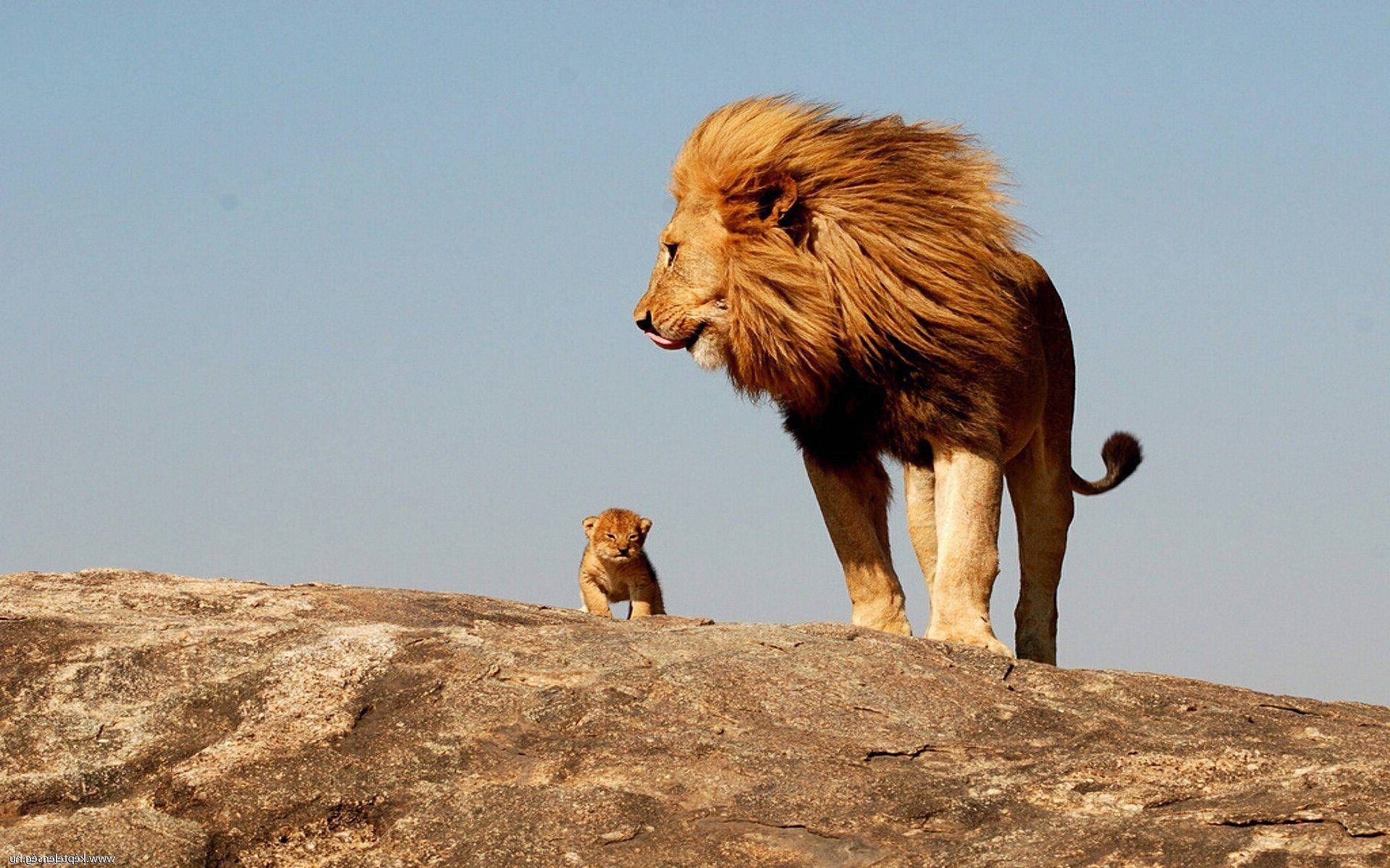 Lion Cub With Dad On Top Background