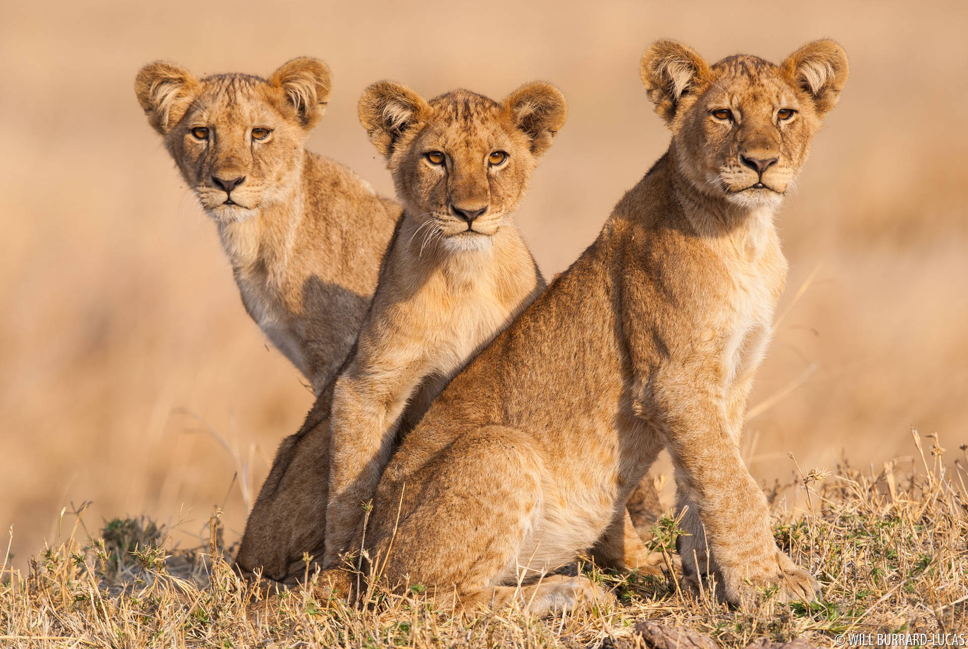 Lion Cubs On Sunny Field Background