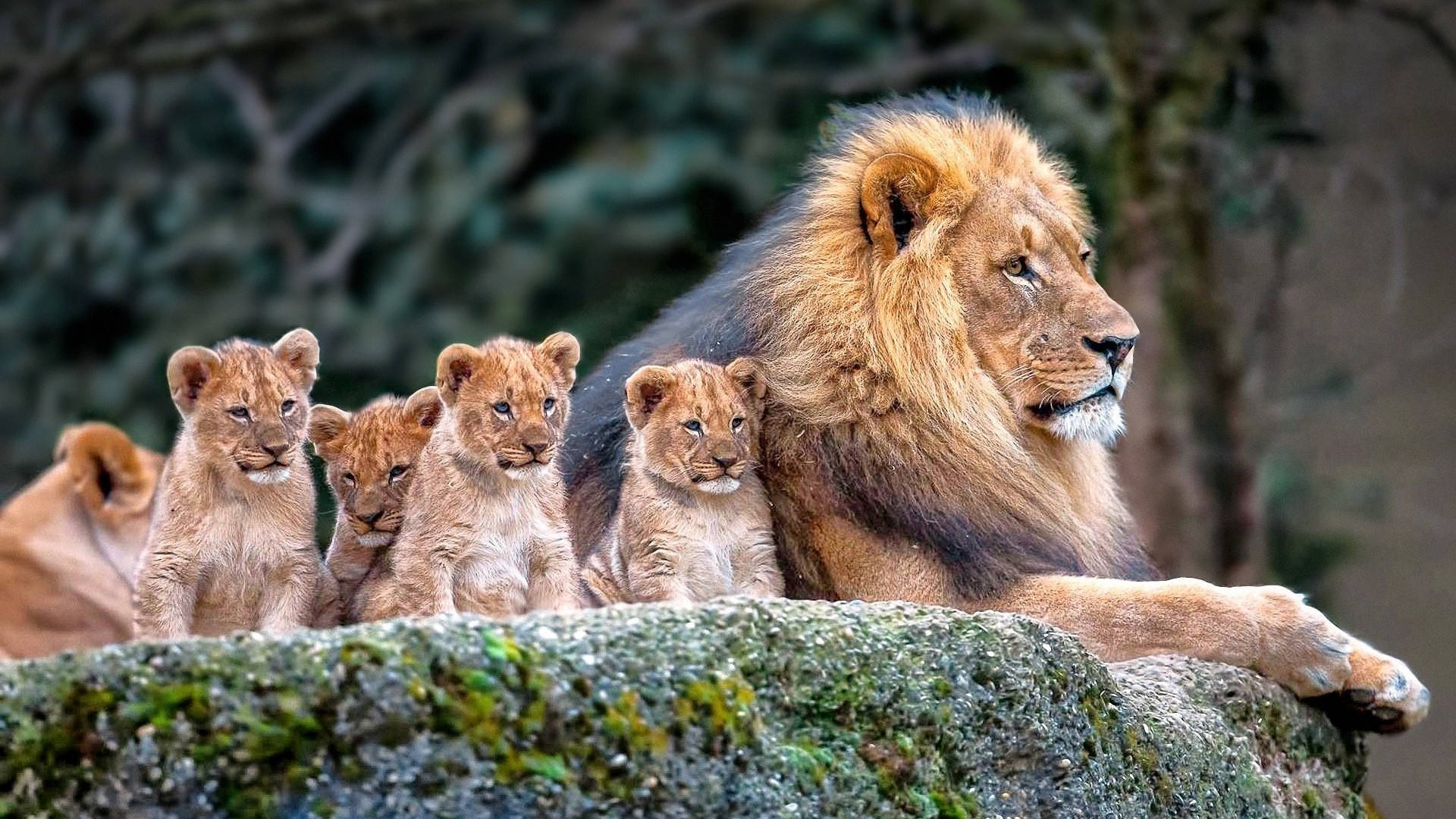 Lion Cubs With Pride Male Background