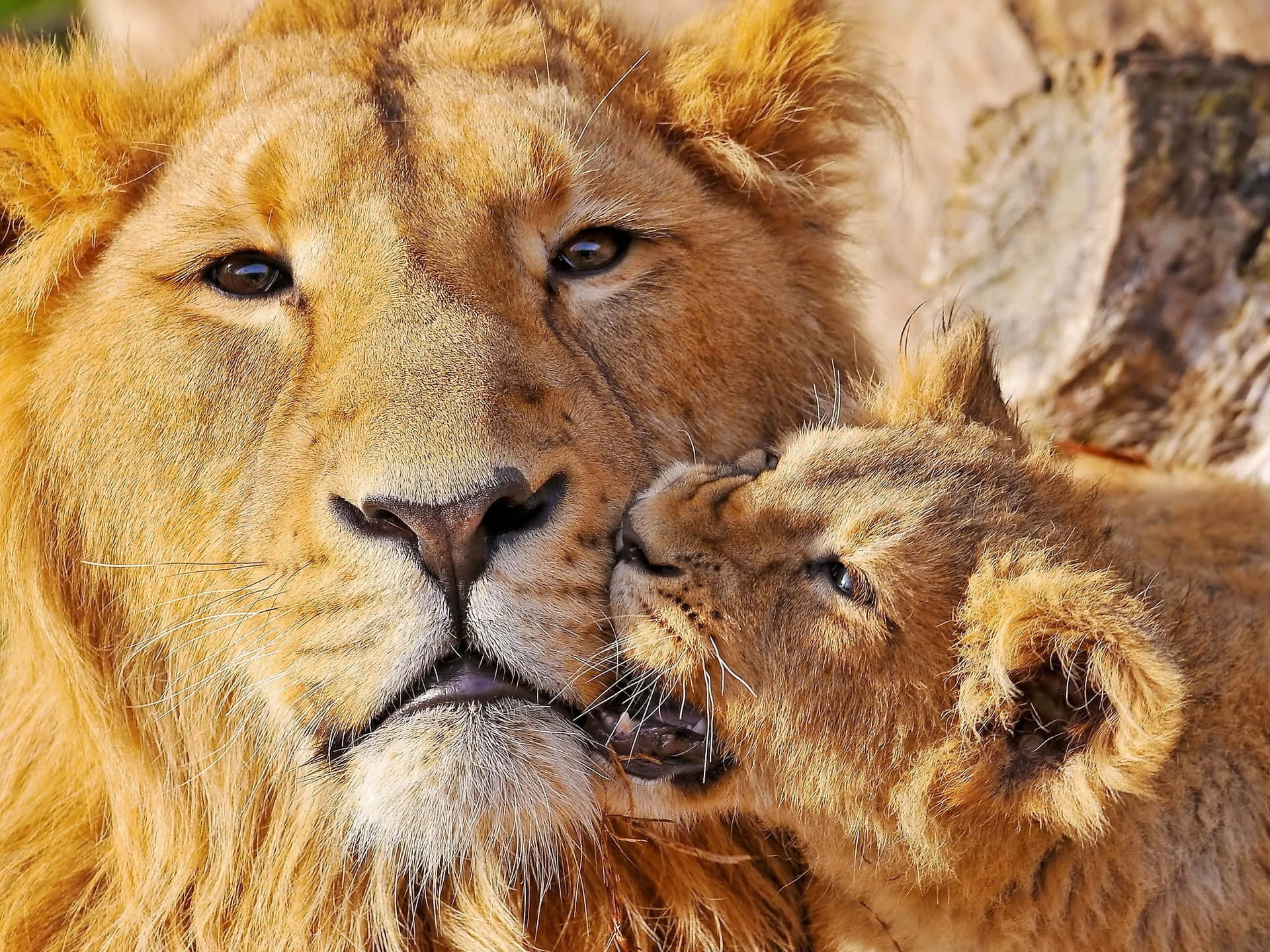 Lion Face And Cub