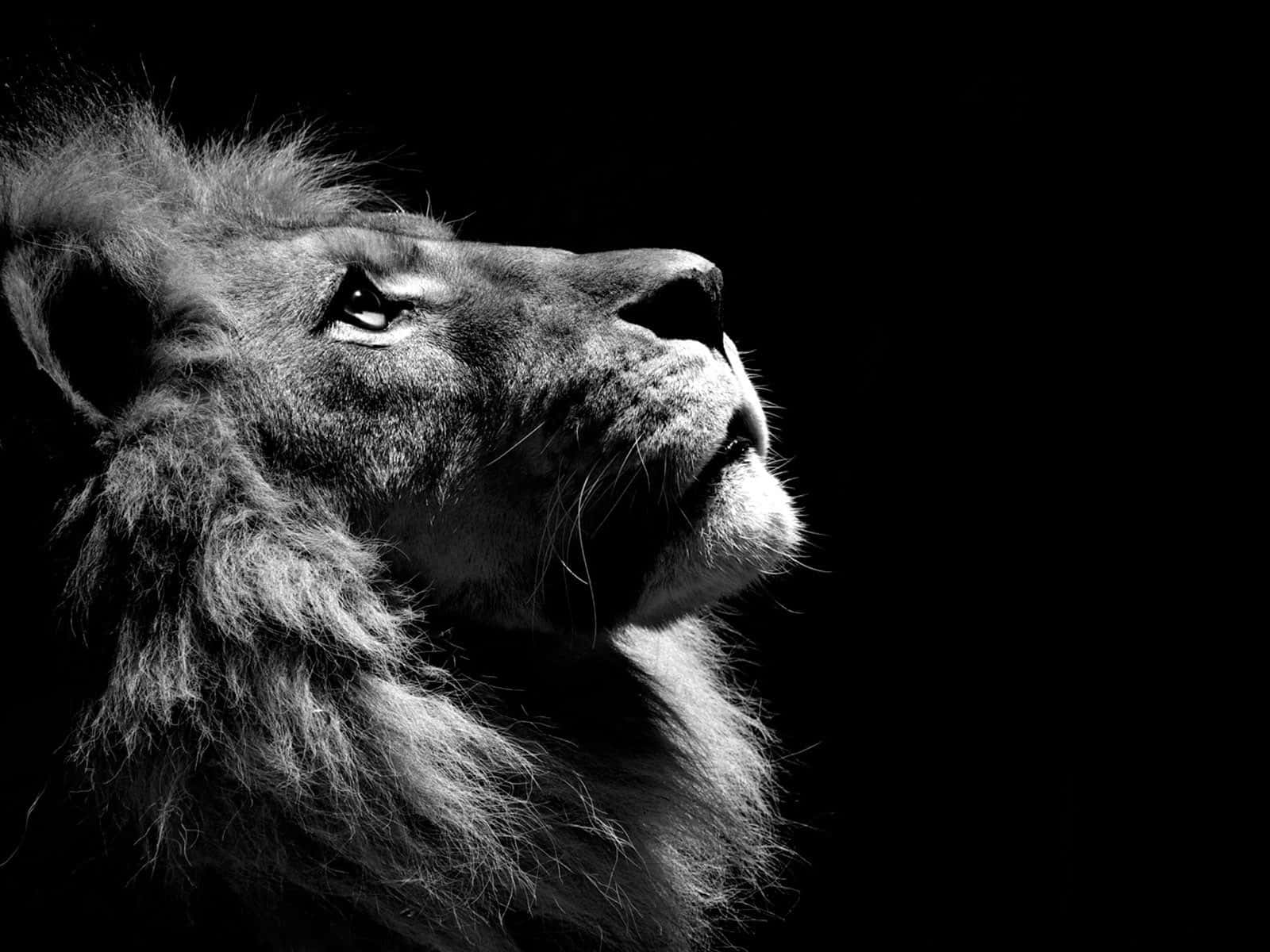 Lion Face Black Background Background