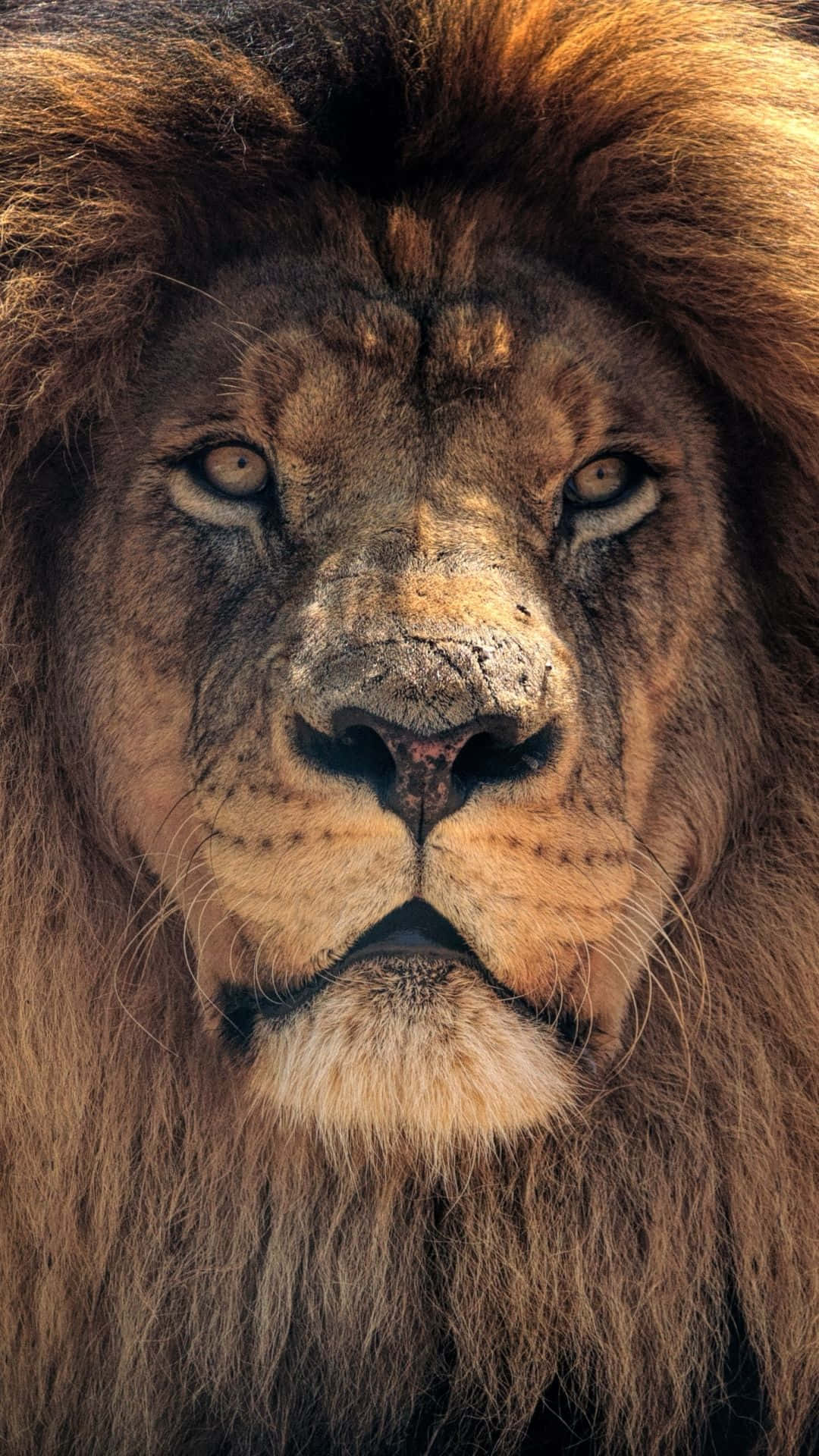 Lion Face Portrait Background