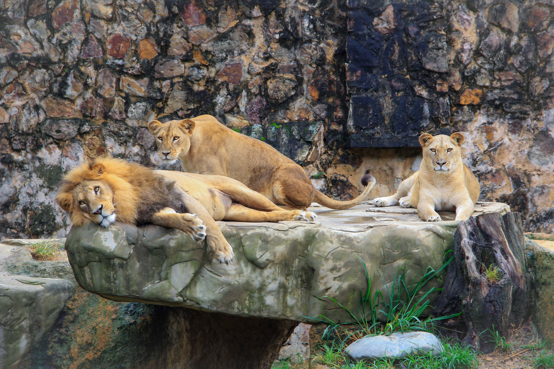 Lion Family In A Zoo