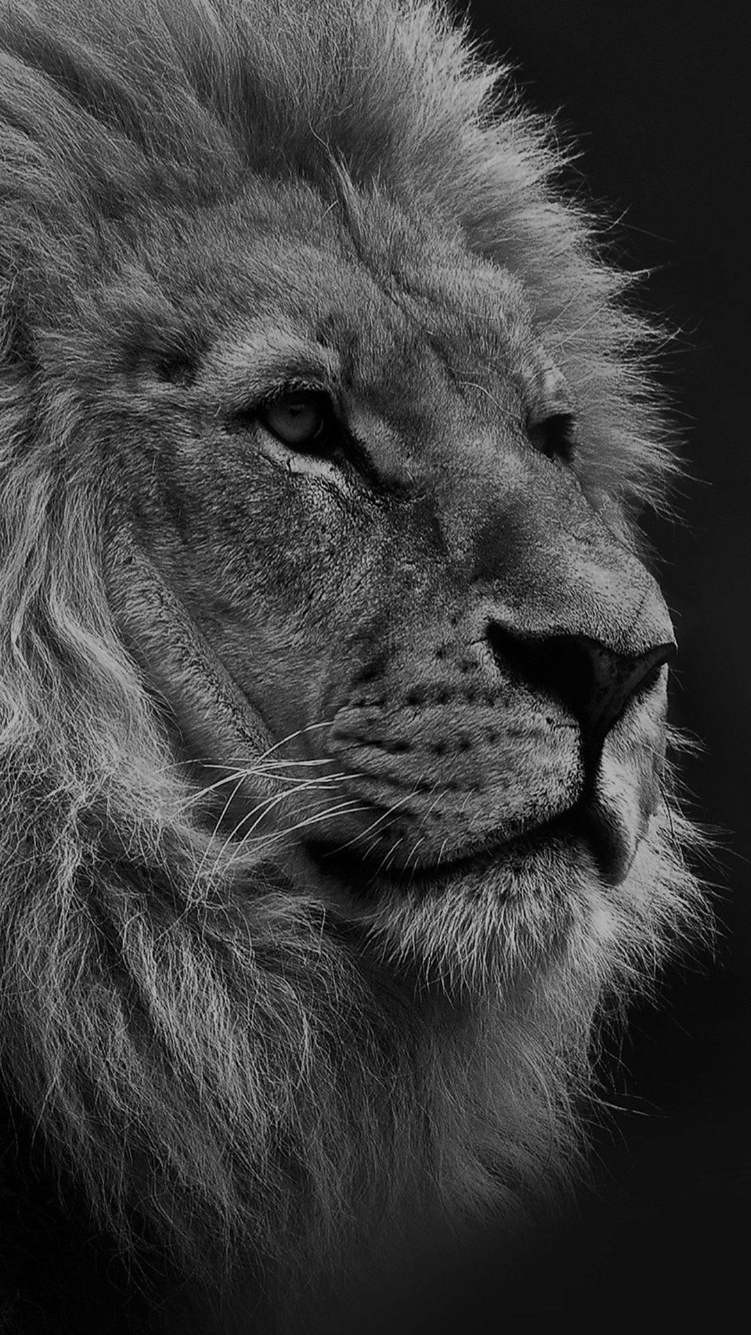 Lion From Dark Iphone Background