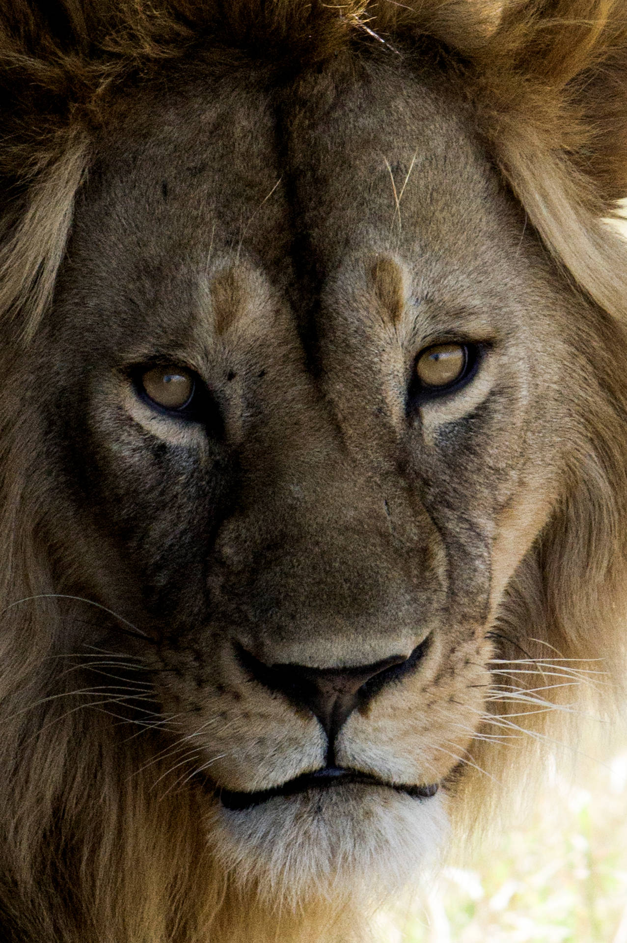 Lion Head Picture Background