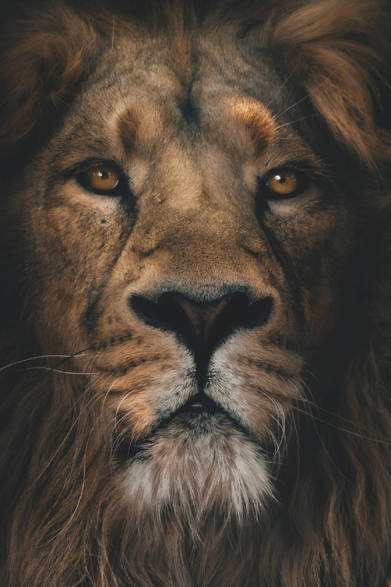 Lion Head Portrait Background