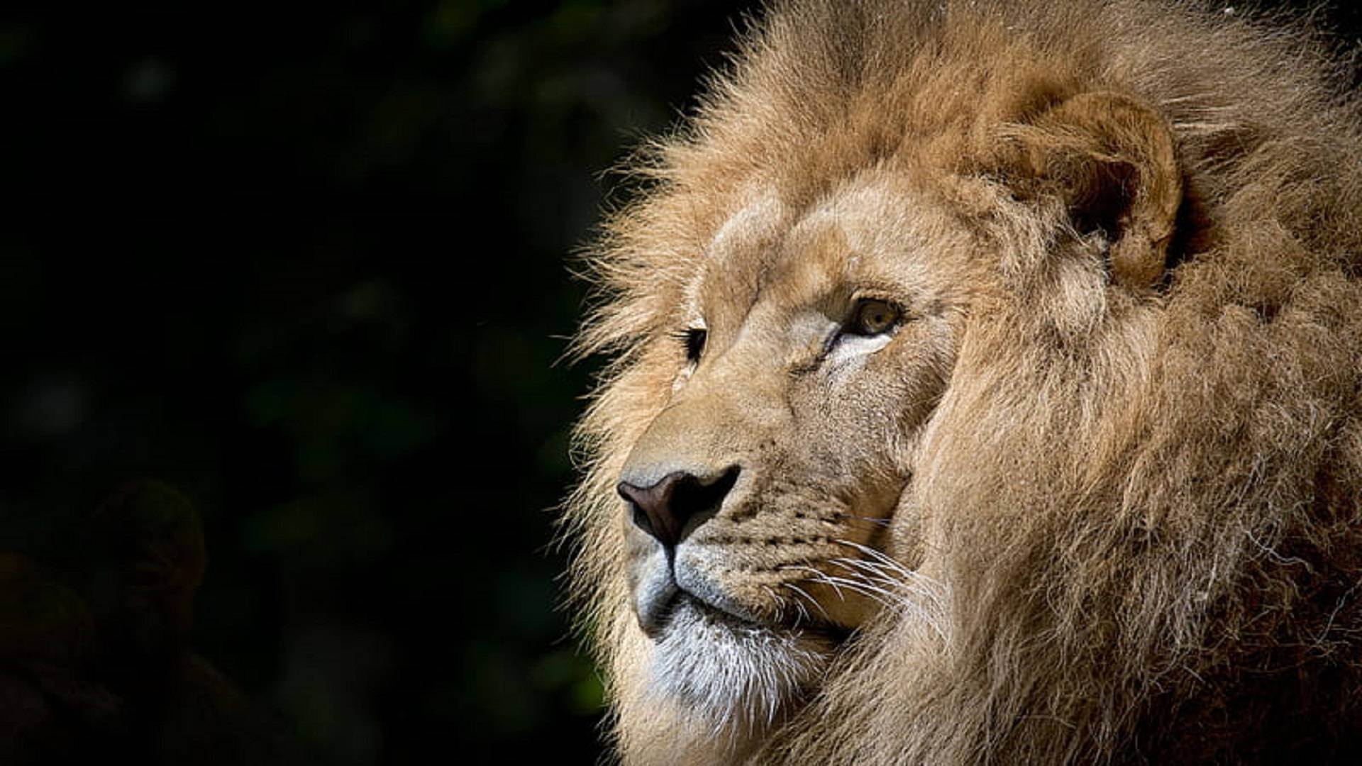 Lion Head Side Angle Background