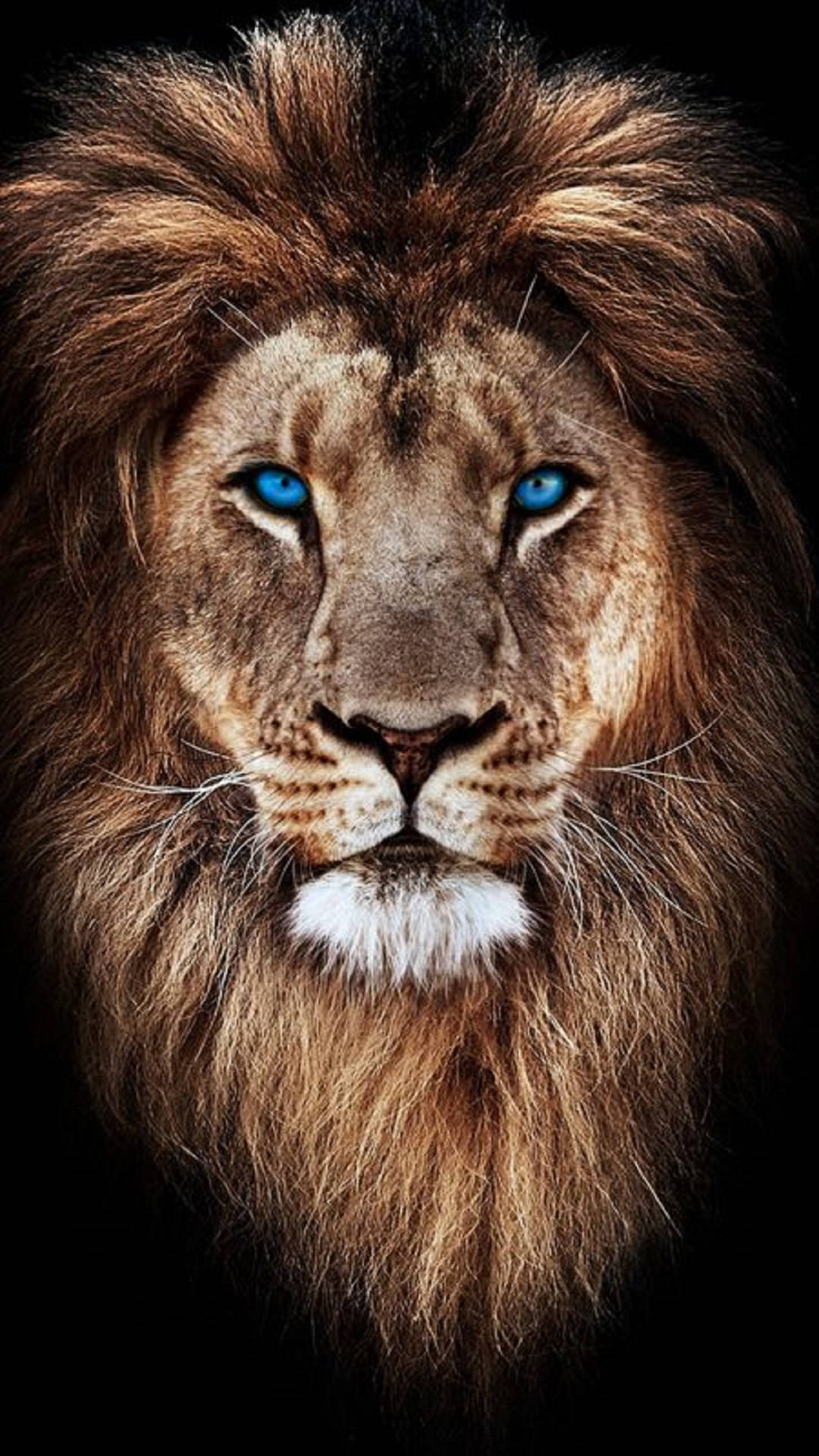 Lion Head With Blue Eyes Background
