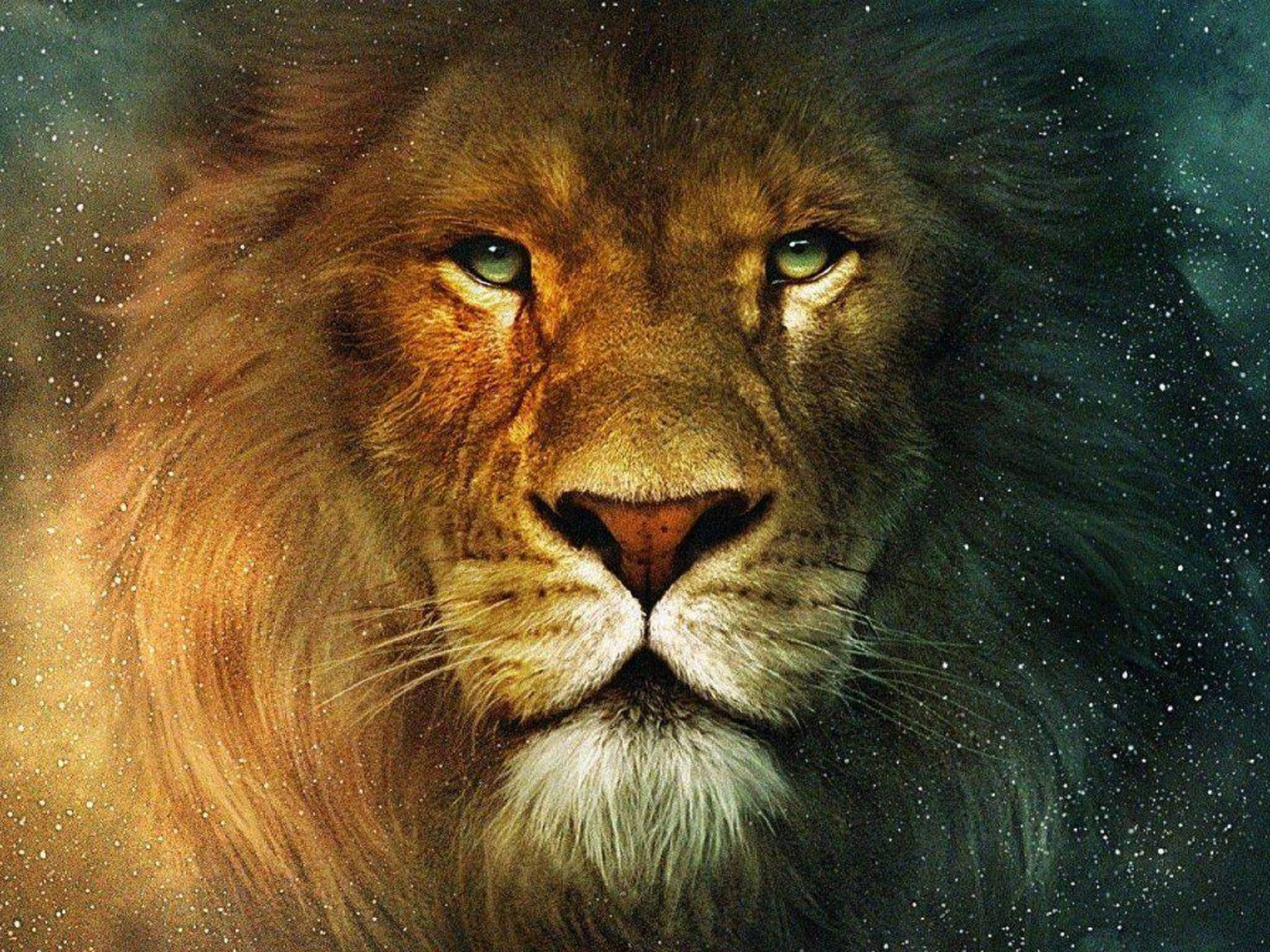 Lion Head With Night Stars Background