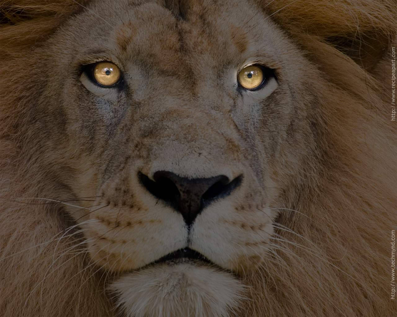 Lion Hunting Eyes Background