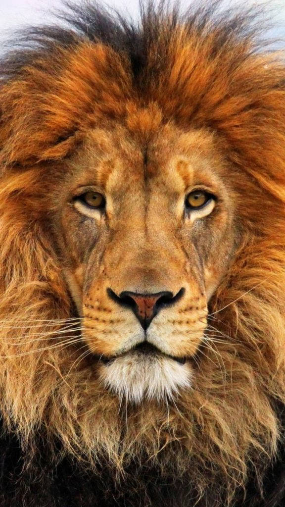 Lion Iphone 6 Background