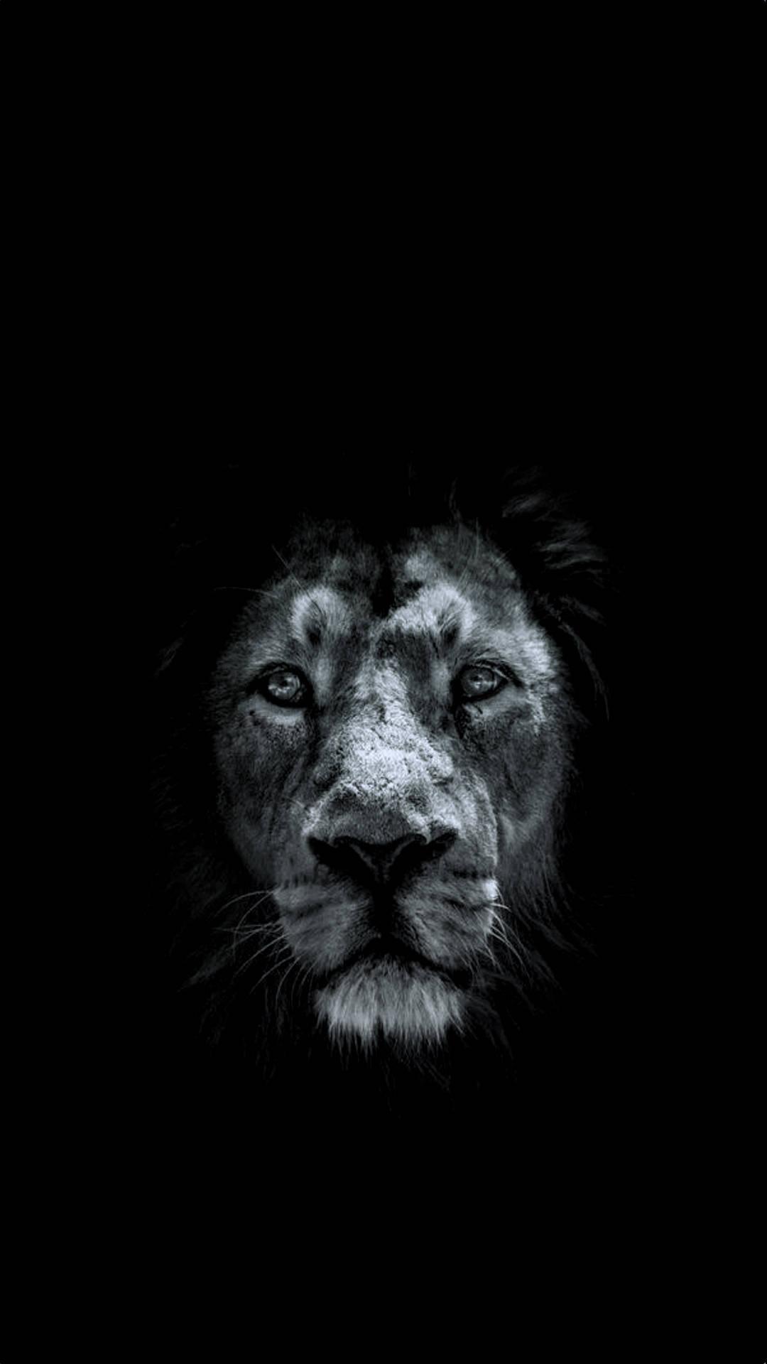 Lion Iphone In Solid Black Background