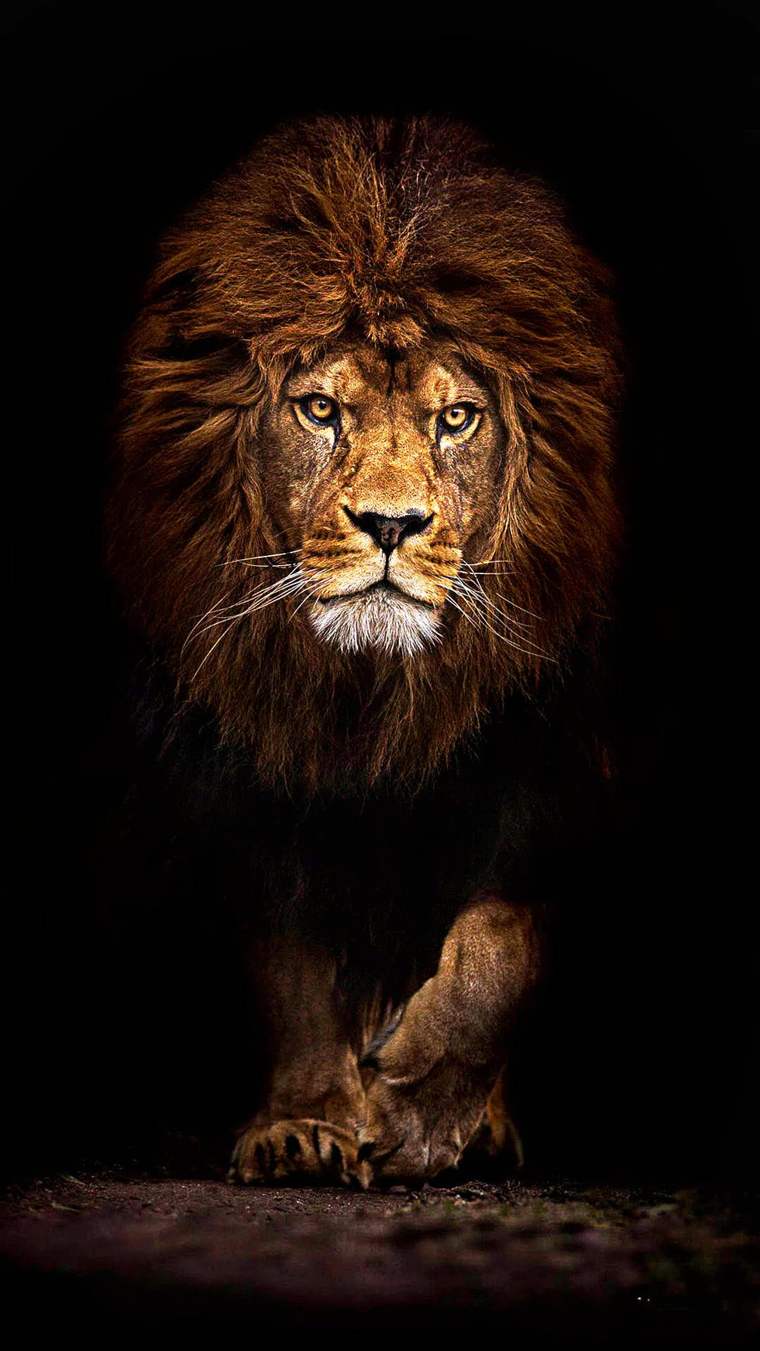 Lion Jungle Iphone Background