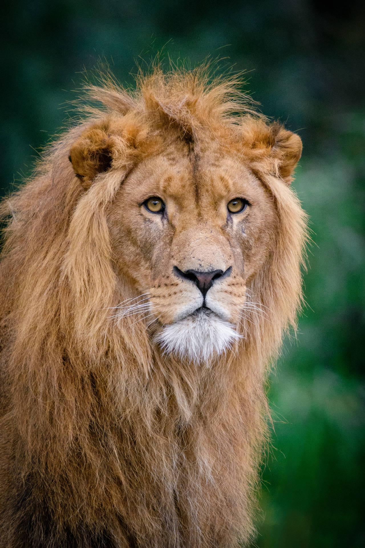 Lion, King Of Beasts, Muzzle Background