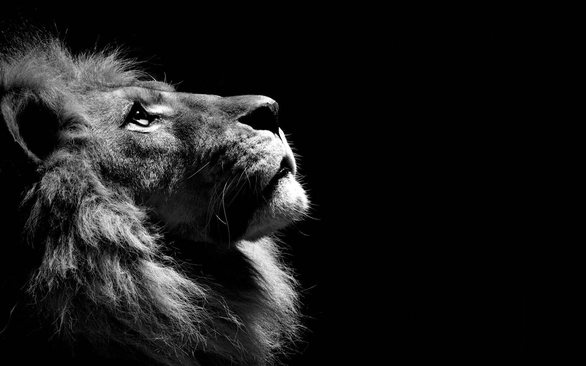 Lion Looking Up Profile In Monochrome Background