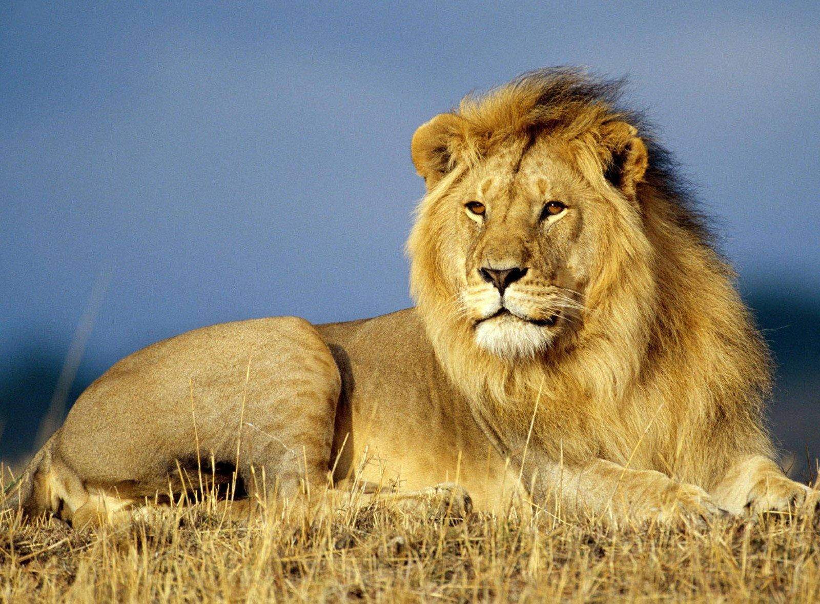Lion, Mane, Grass, Lie, King Of Beasts Background