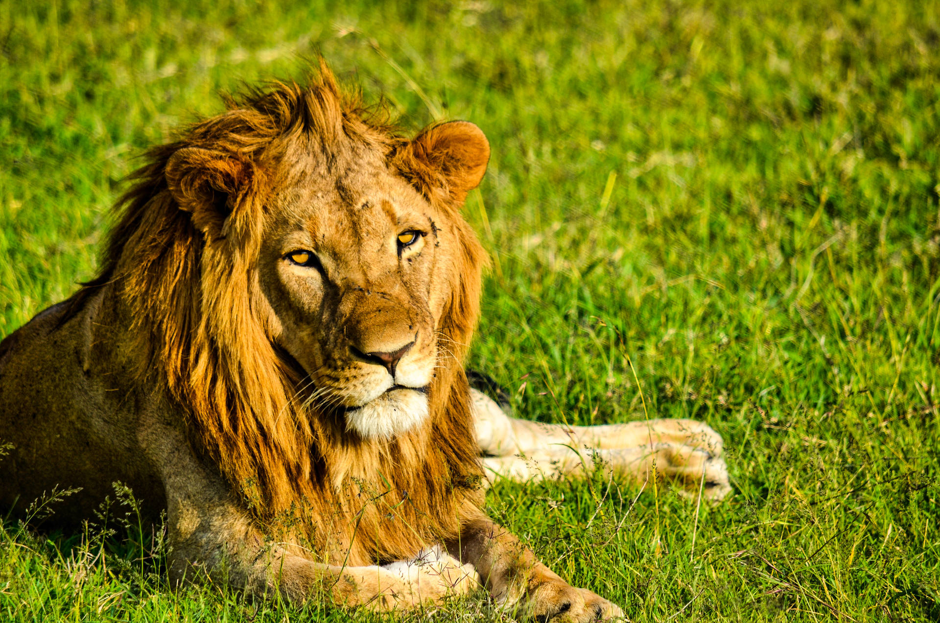 Lion On Grass Awesome Animal