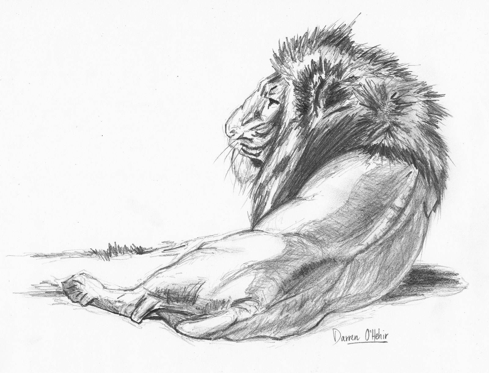 Lion Pencil Drawing Background