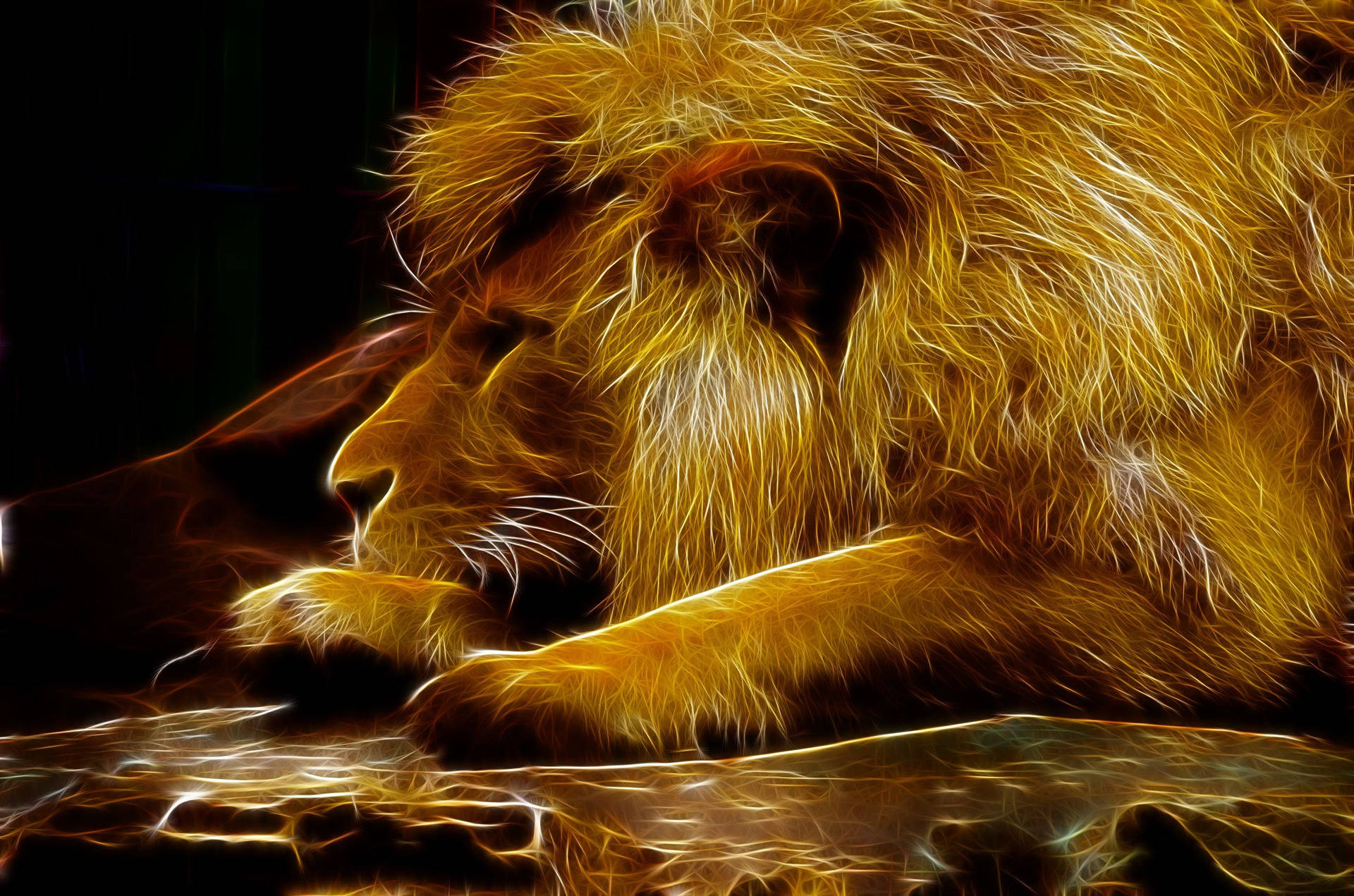 Lion Resting For 3d Lion Background Background