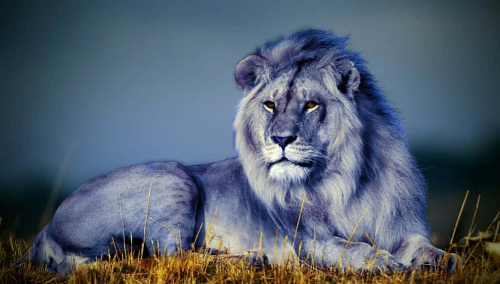 Lion Sits In Catatonic State Background