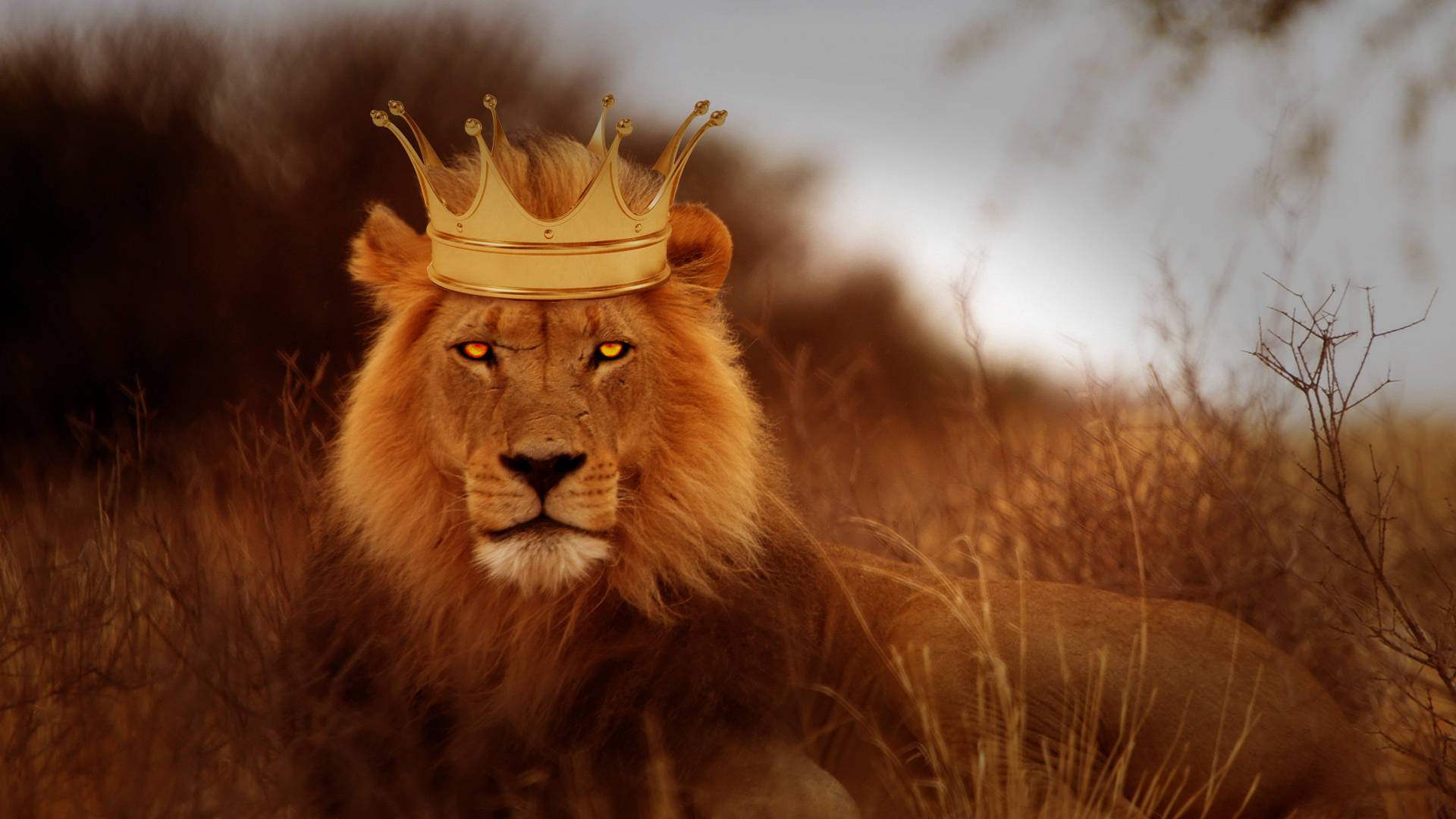 Lion With Crown Rajputana Hd Background