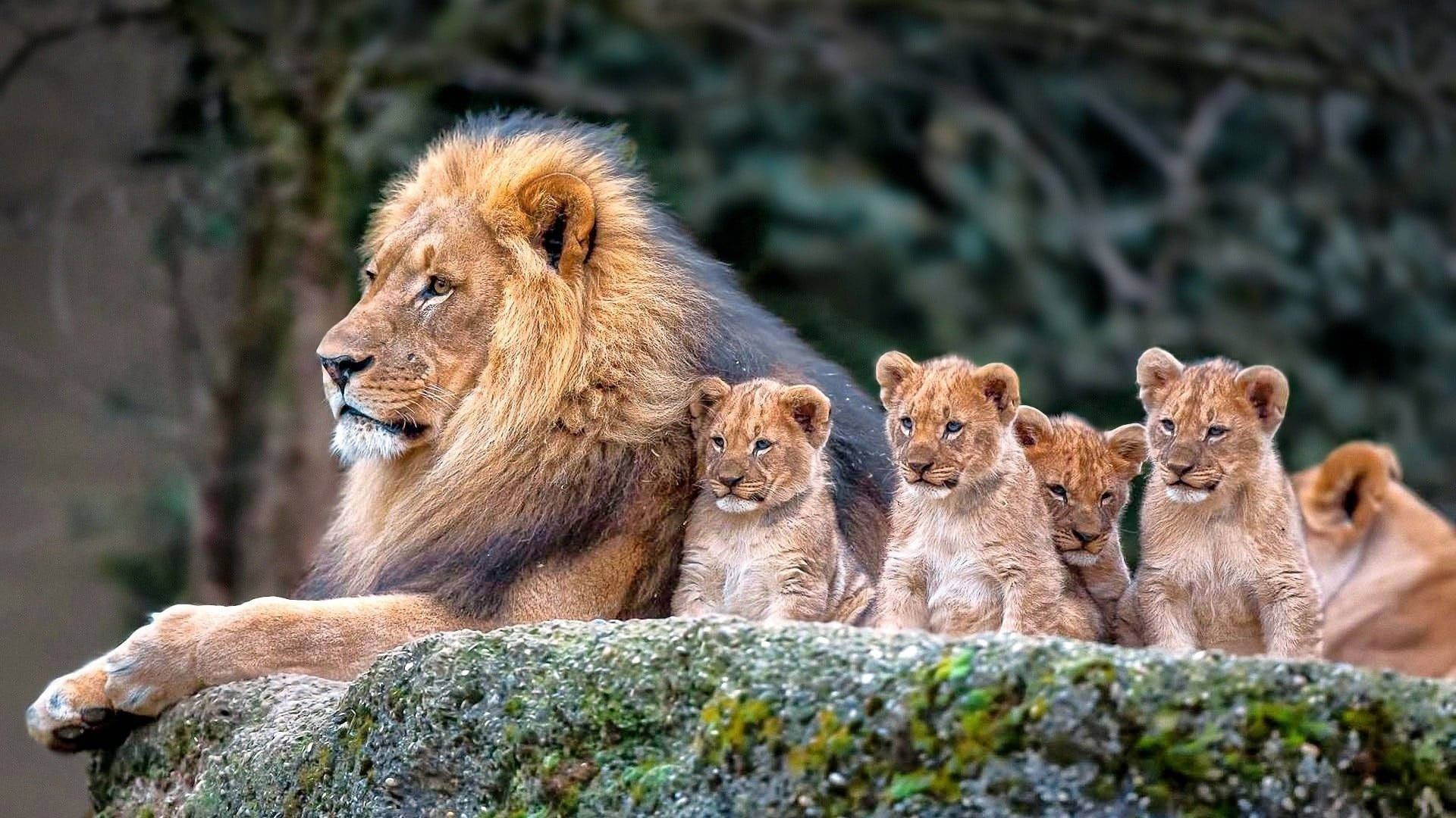 Lion With His Baby Animals Background