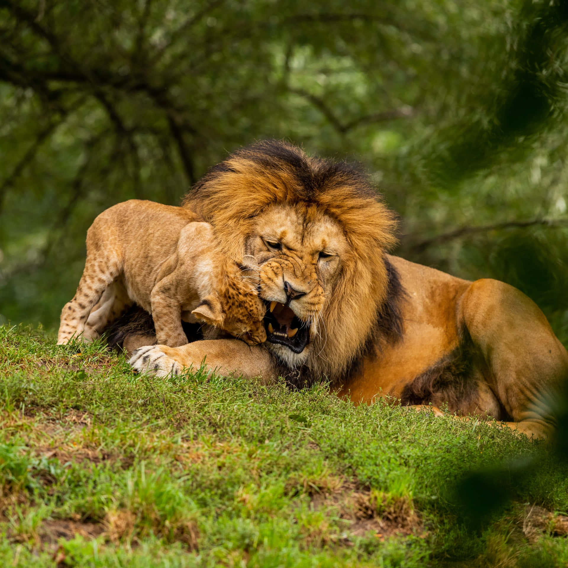 Lionand Cub Affectionate Moment.jpg Background