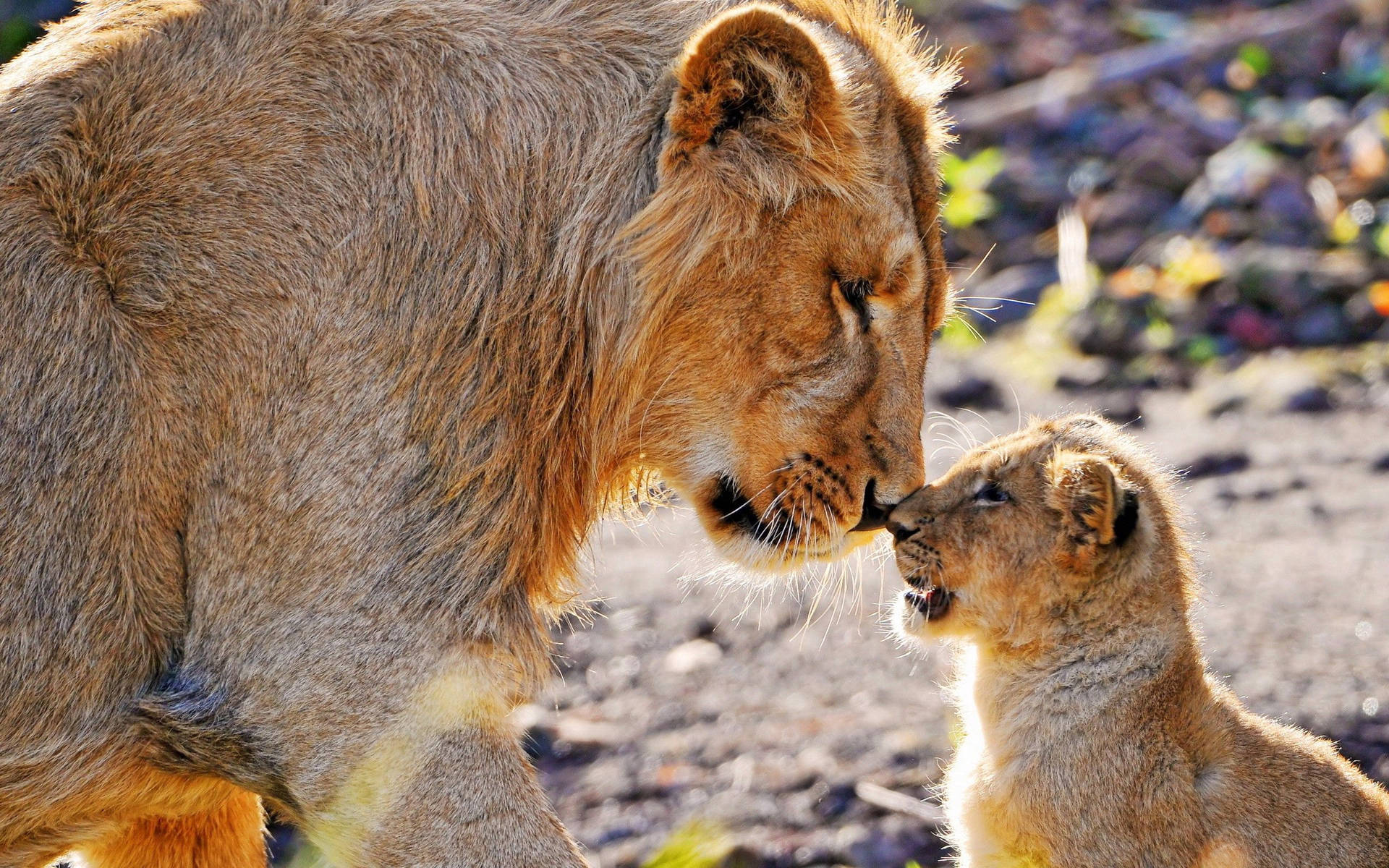 Lioness And Cub Background