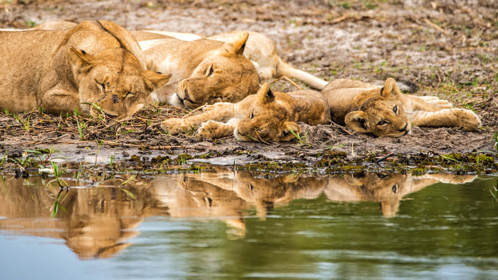 Lioness And Her Cubs