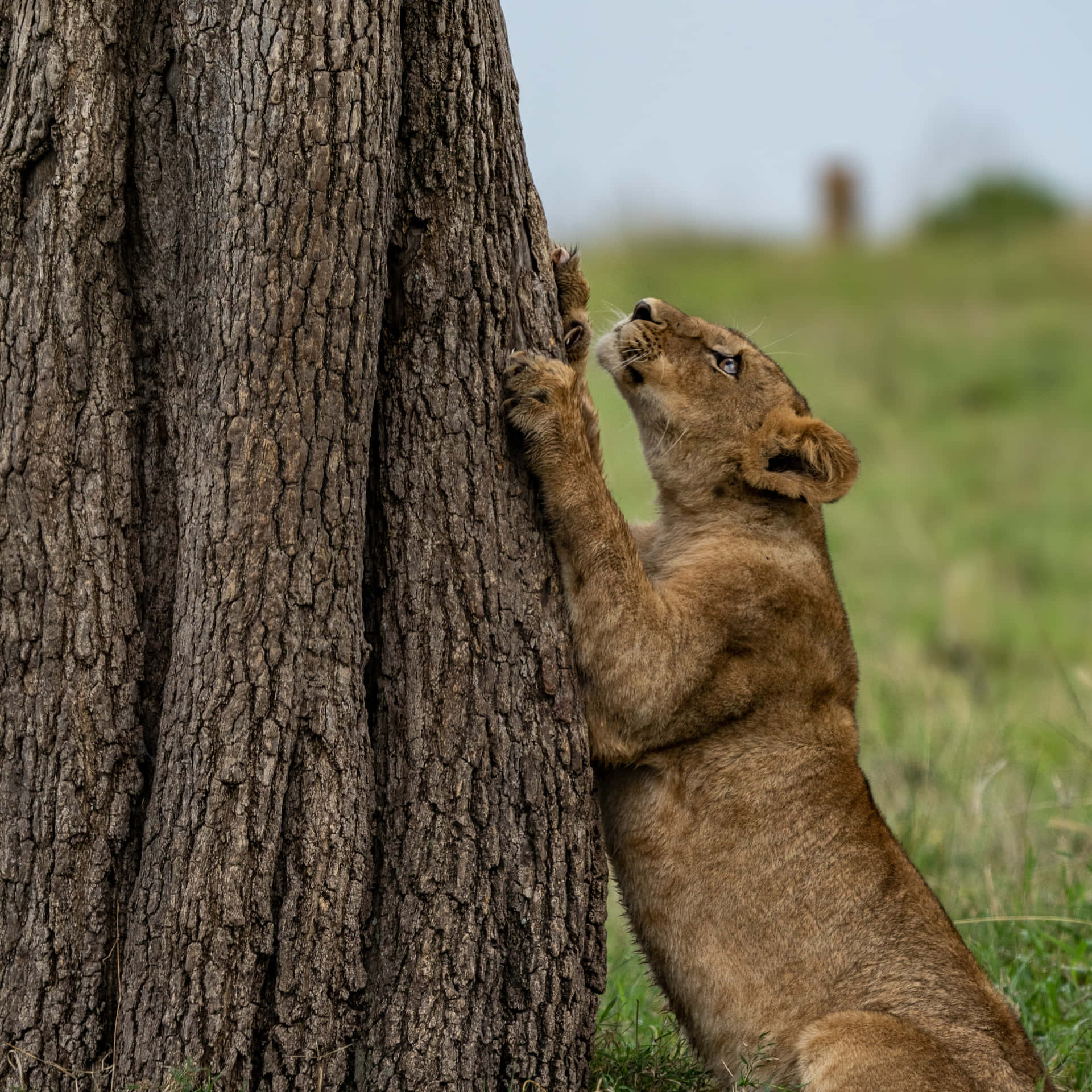 Lioness Climbing A Tree Background