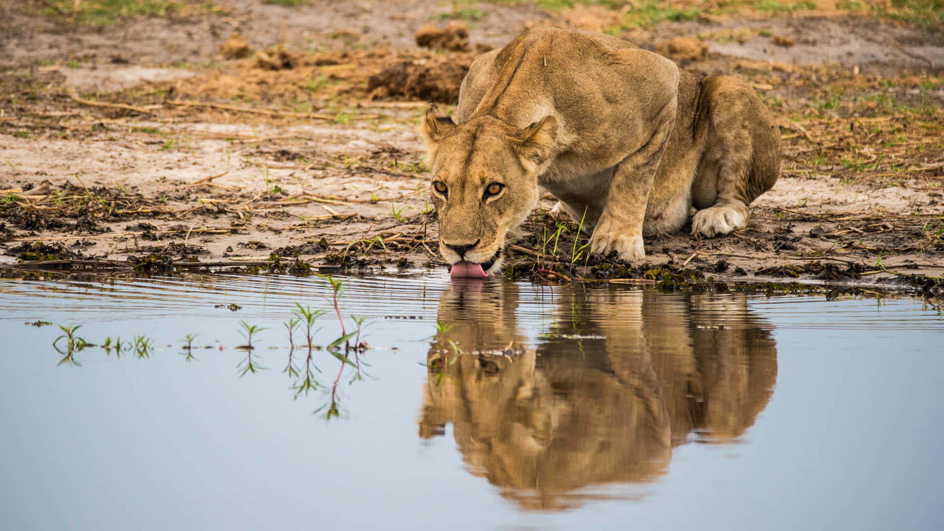 Lioness Drinking In A River Background