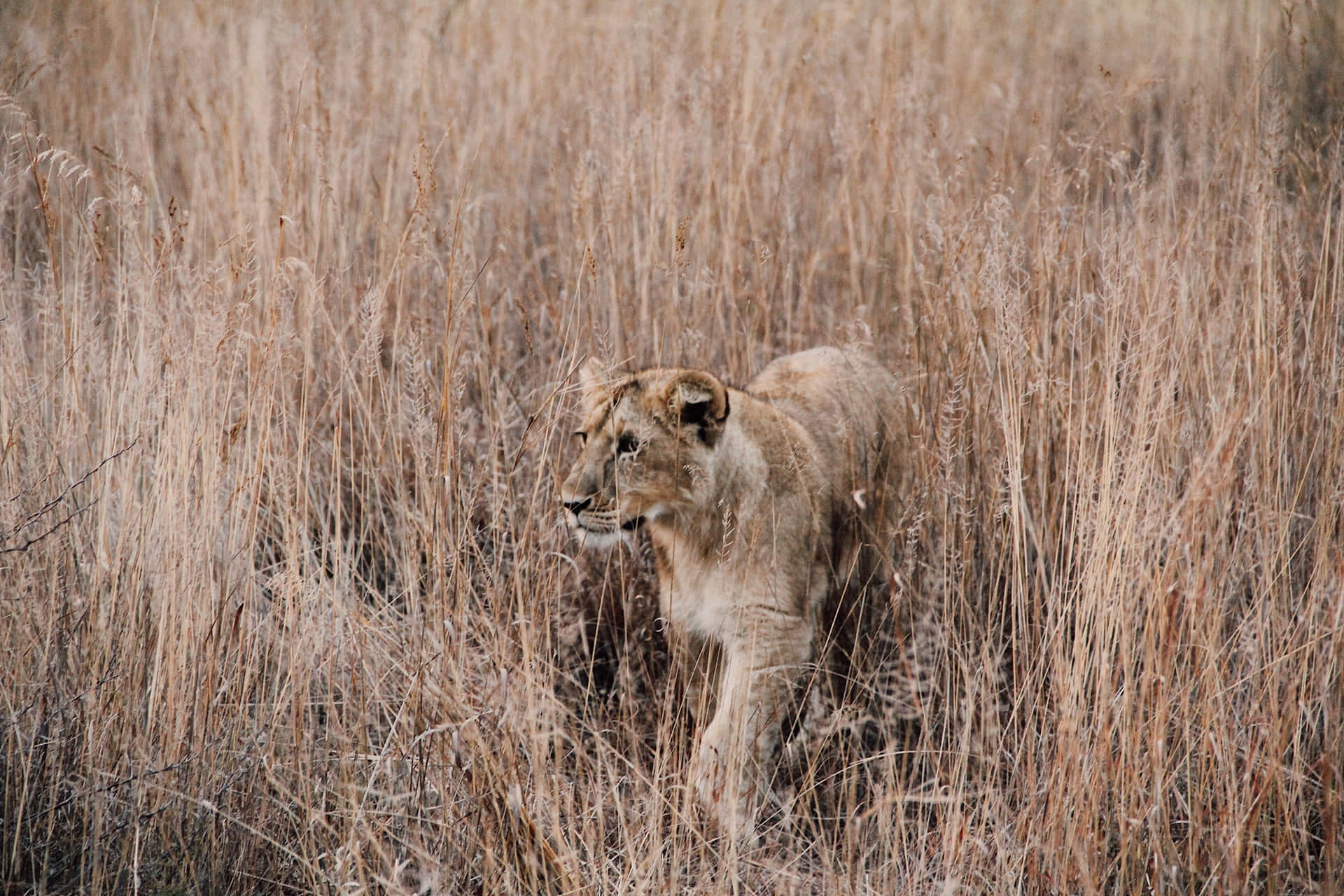 Lioness Hiding In Grassland